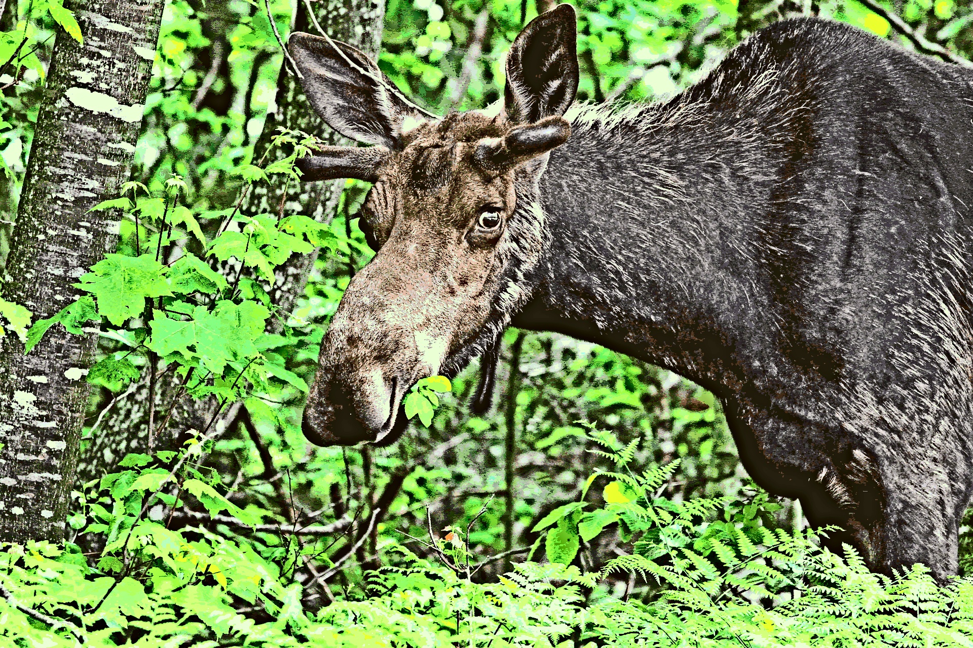 Moose posterization