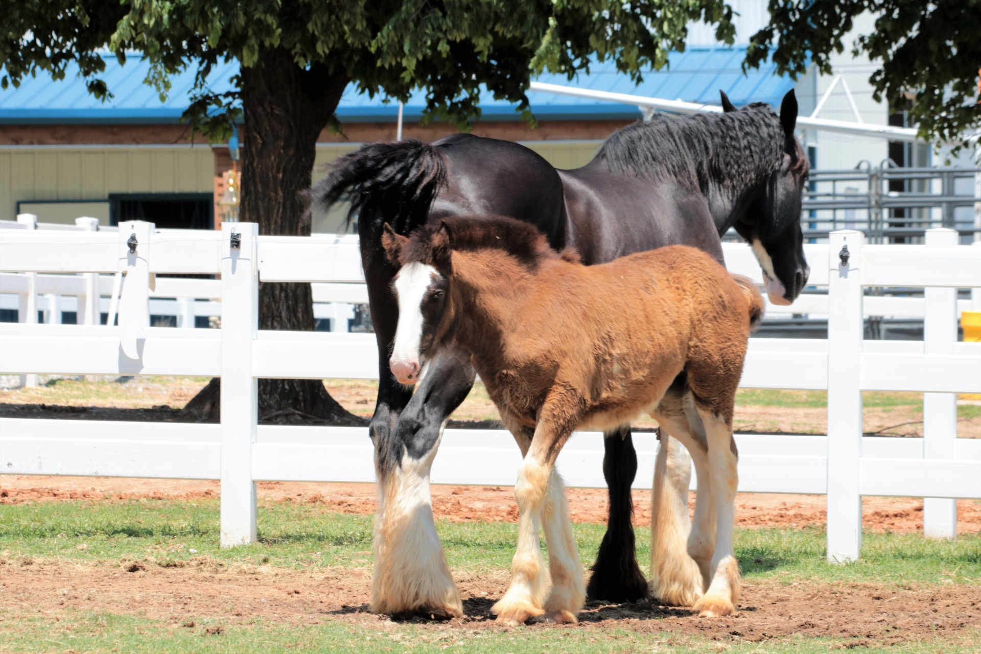 Moeder en baby Clydesdale paarden