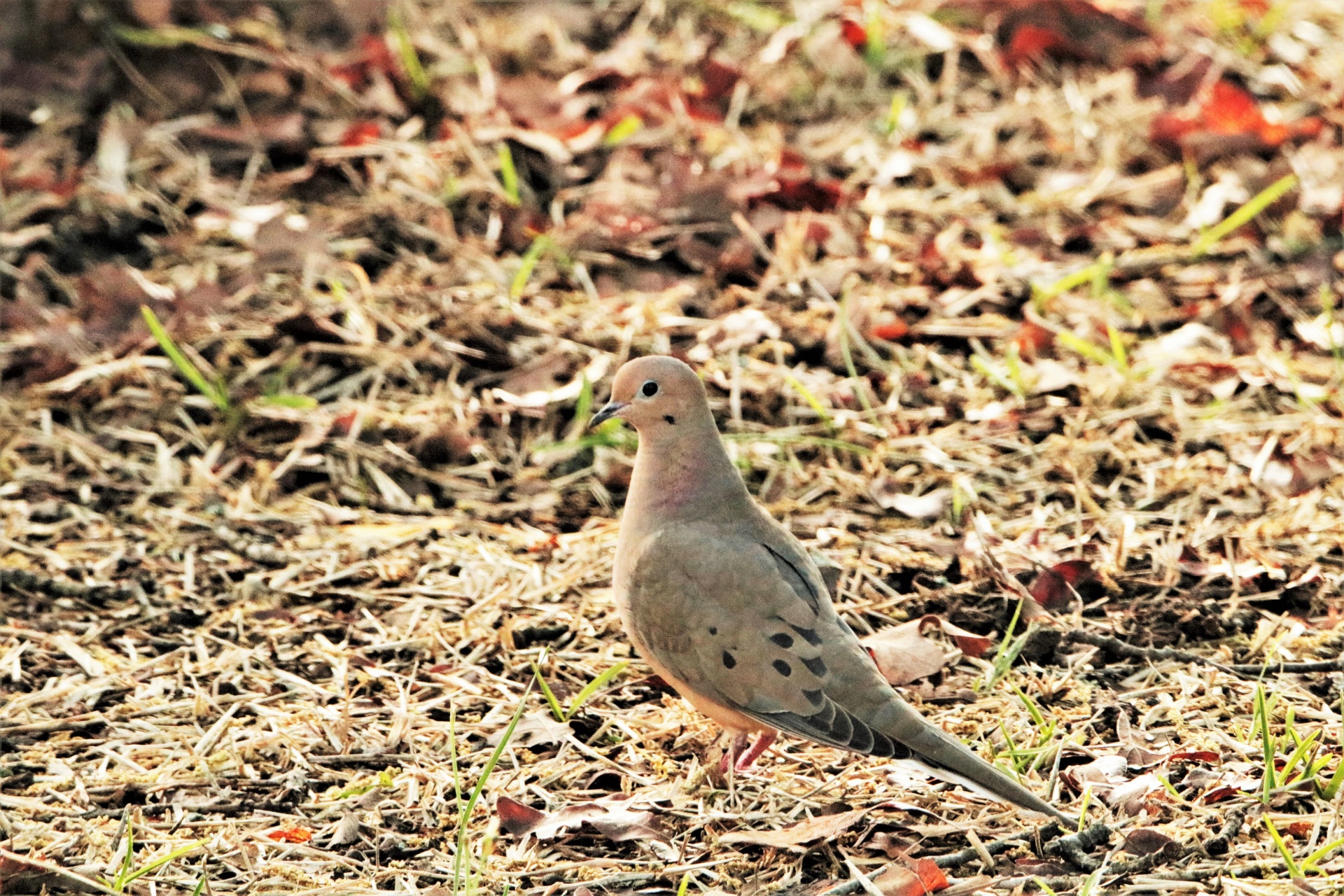 Mourning Dove in Grass