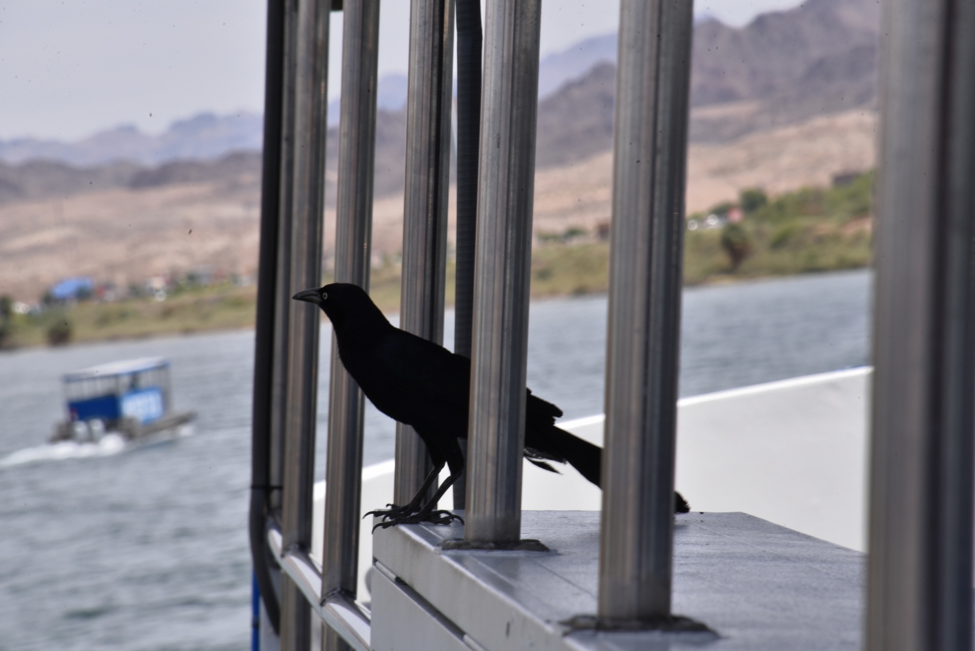 Mynah Bird op het dek