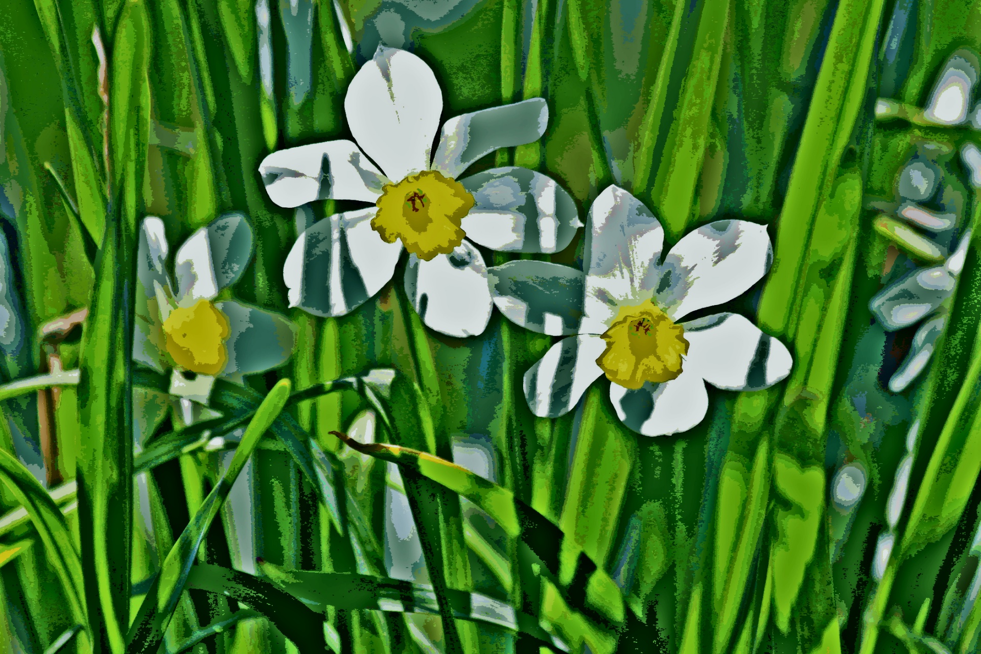 Narcissus bloemen