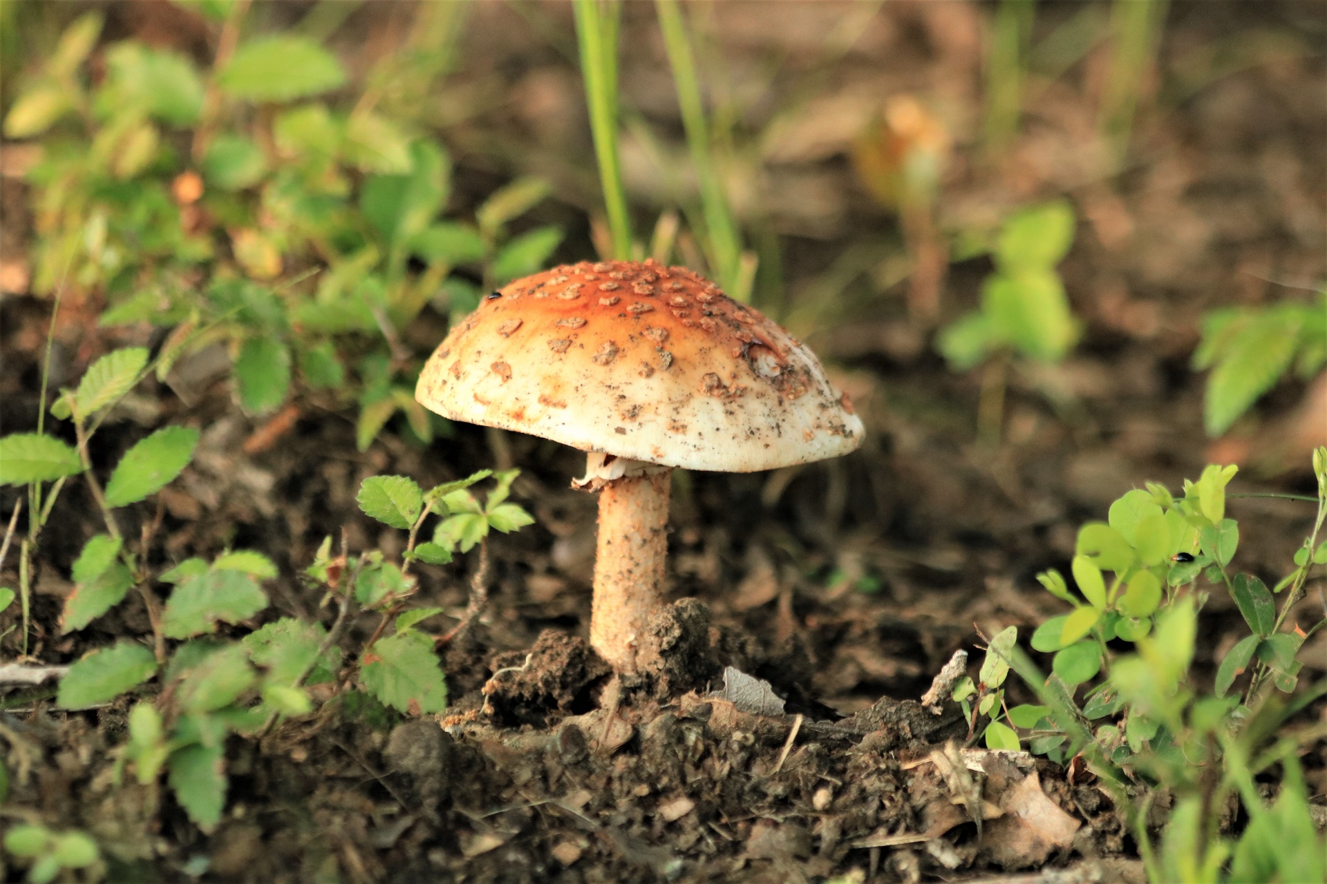橙色鹅膏菌蘑菇