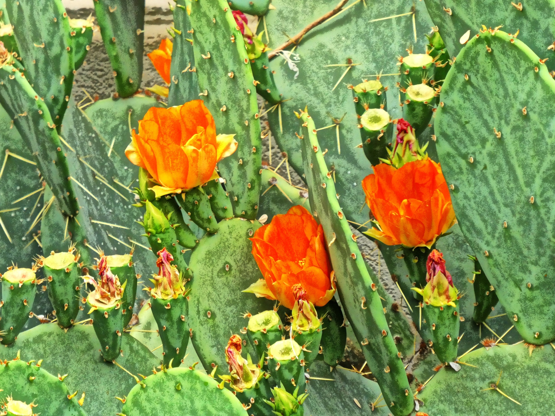 橙色仙人掌花