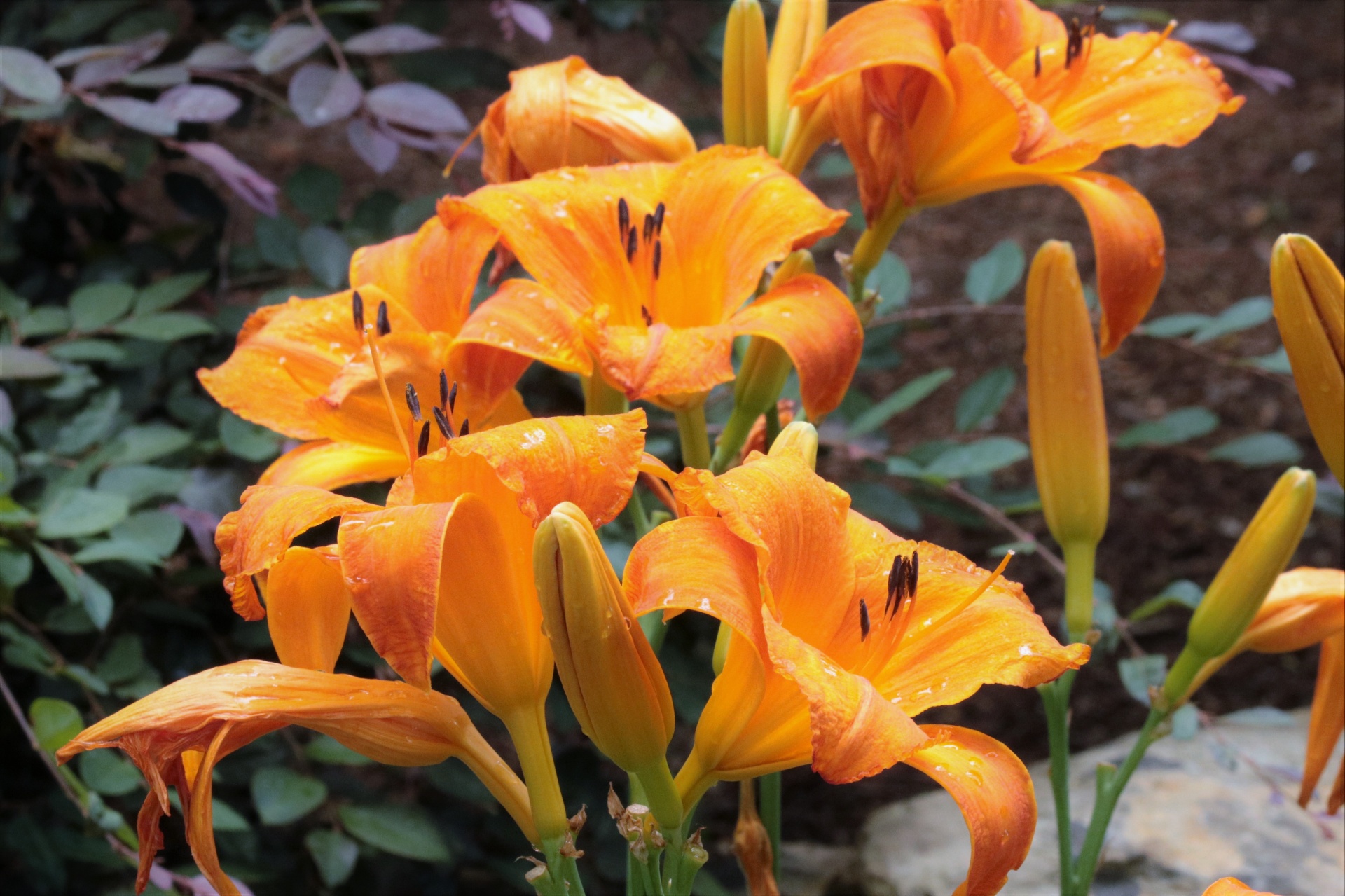 Orange Day Lilies och Rain Drops