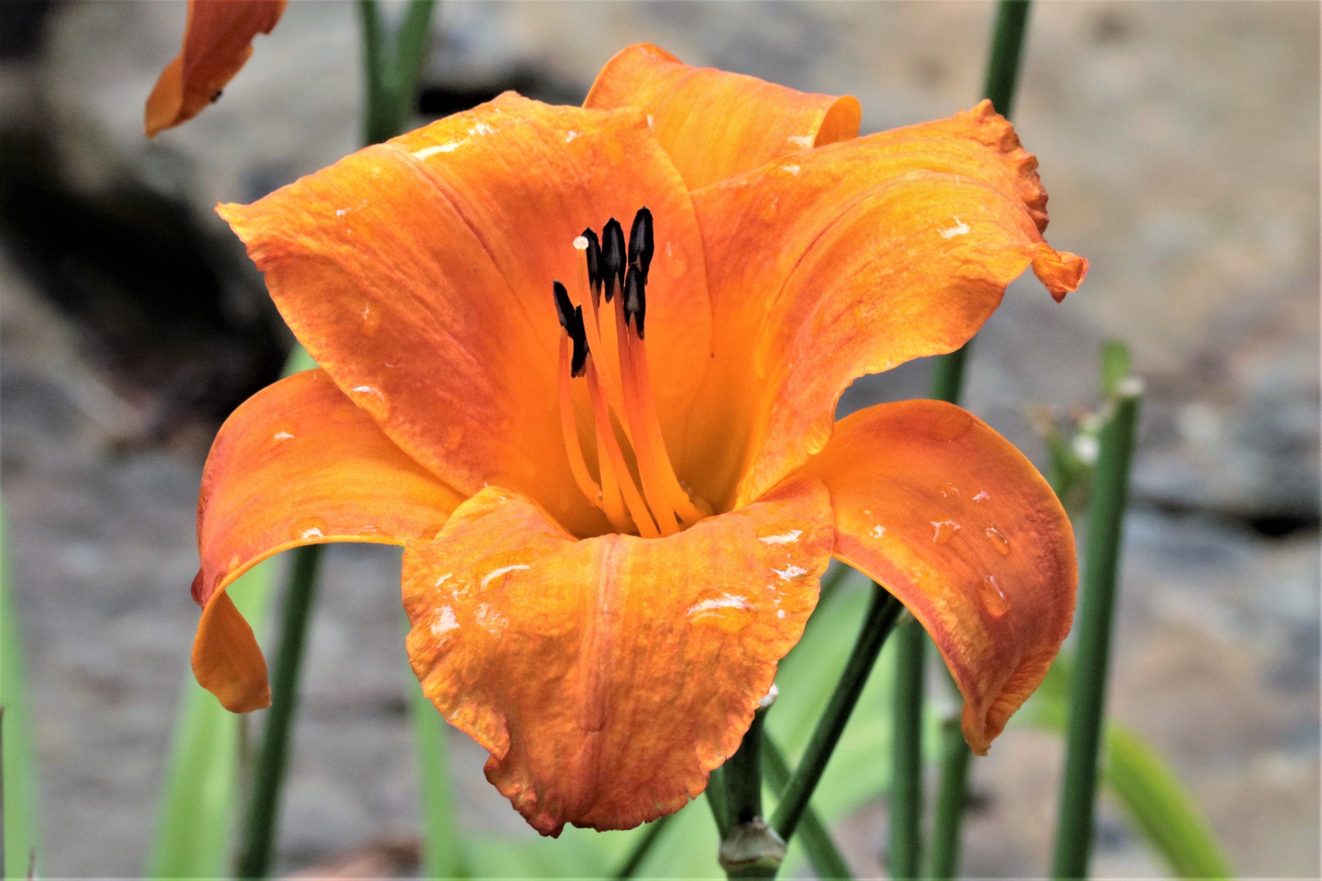 Oranje dag Lily na regen