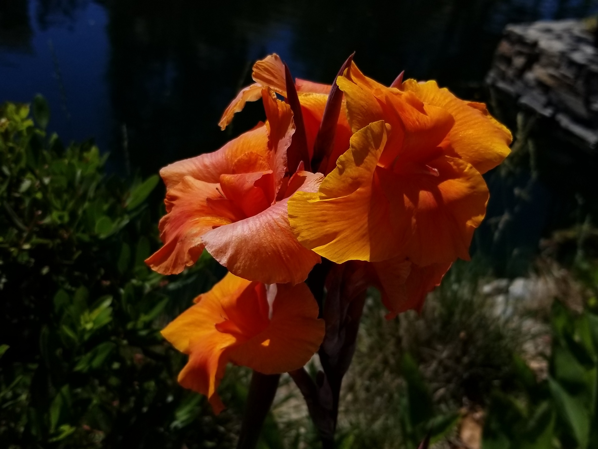 橙色鸢尾花