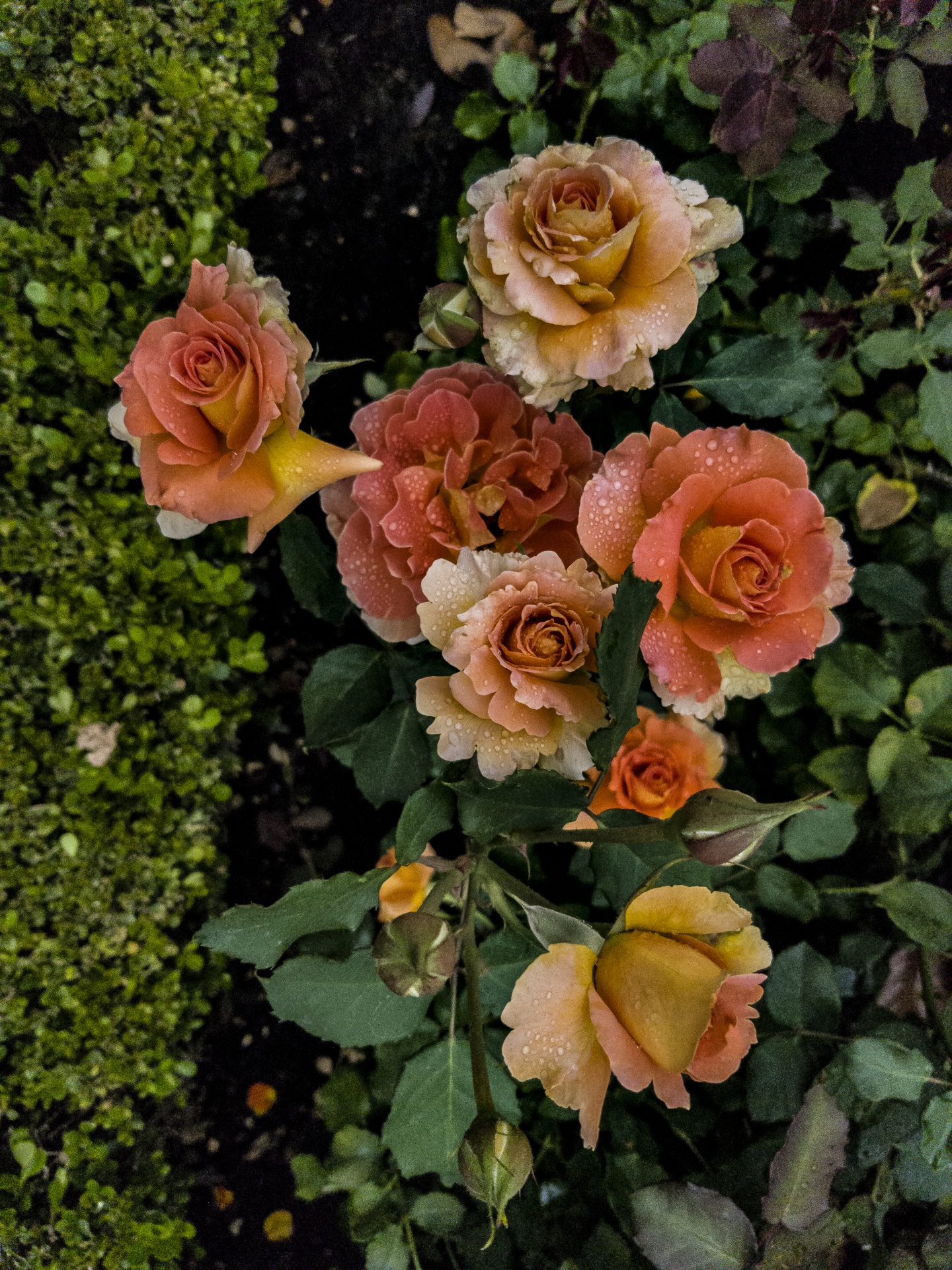 橙色玫瑰在花园里