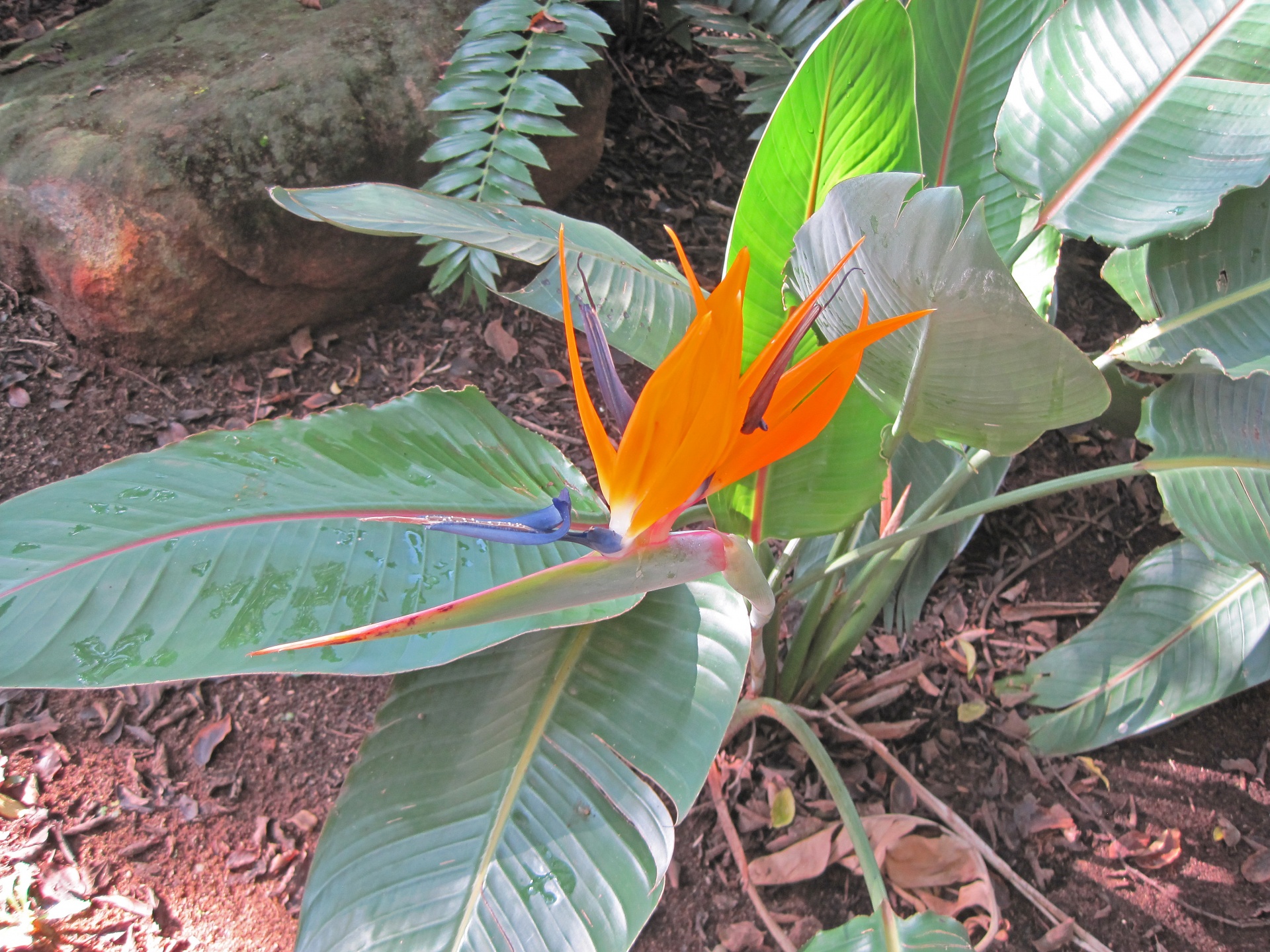 Oranje strelitzia bloem