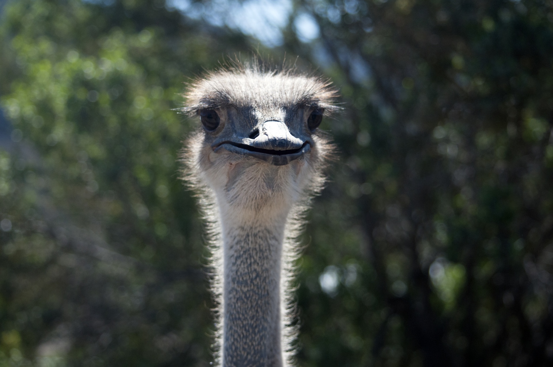 Struisvogelgezicht
