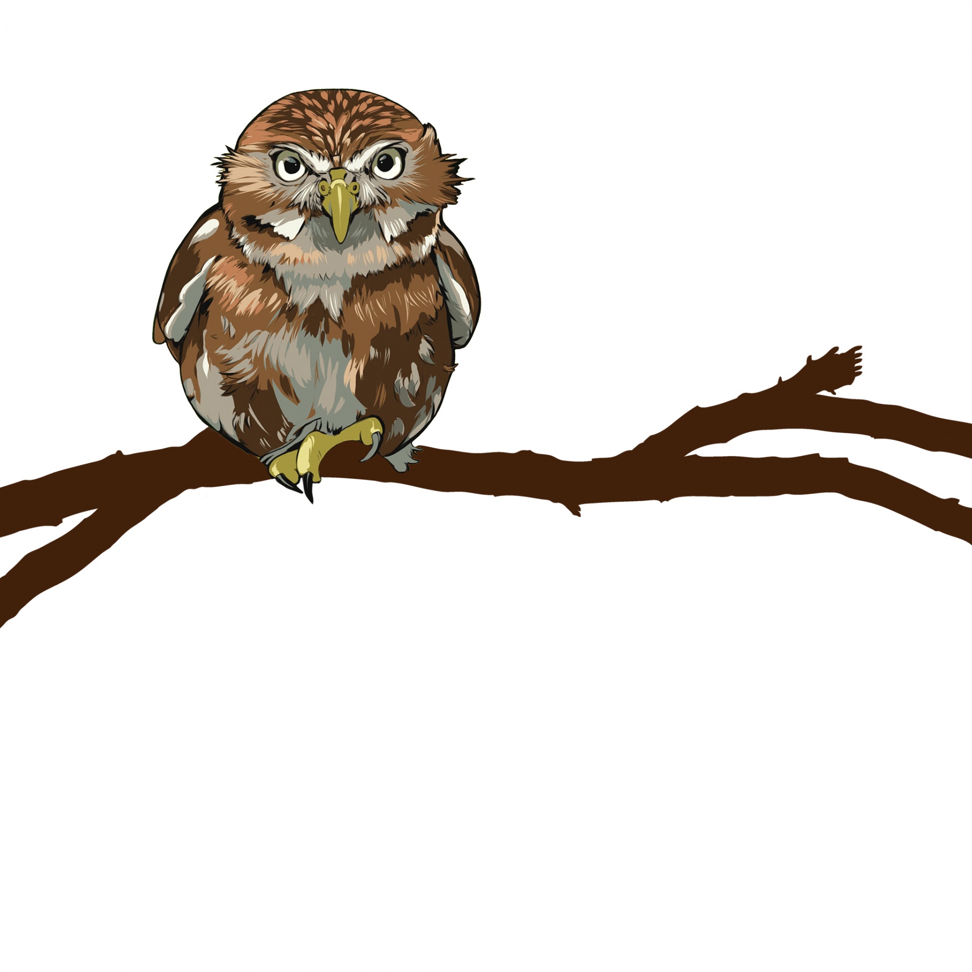 Owl Illustratie Clipart