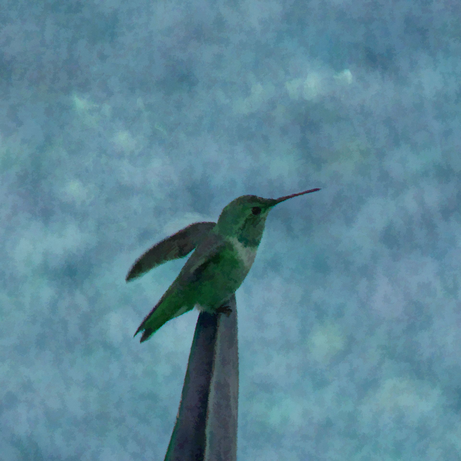 Geschilderde Humingbird