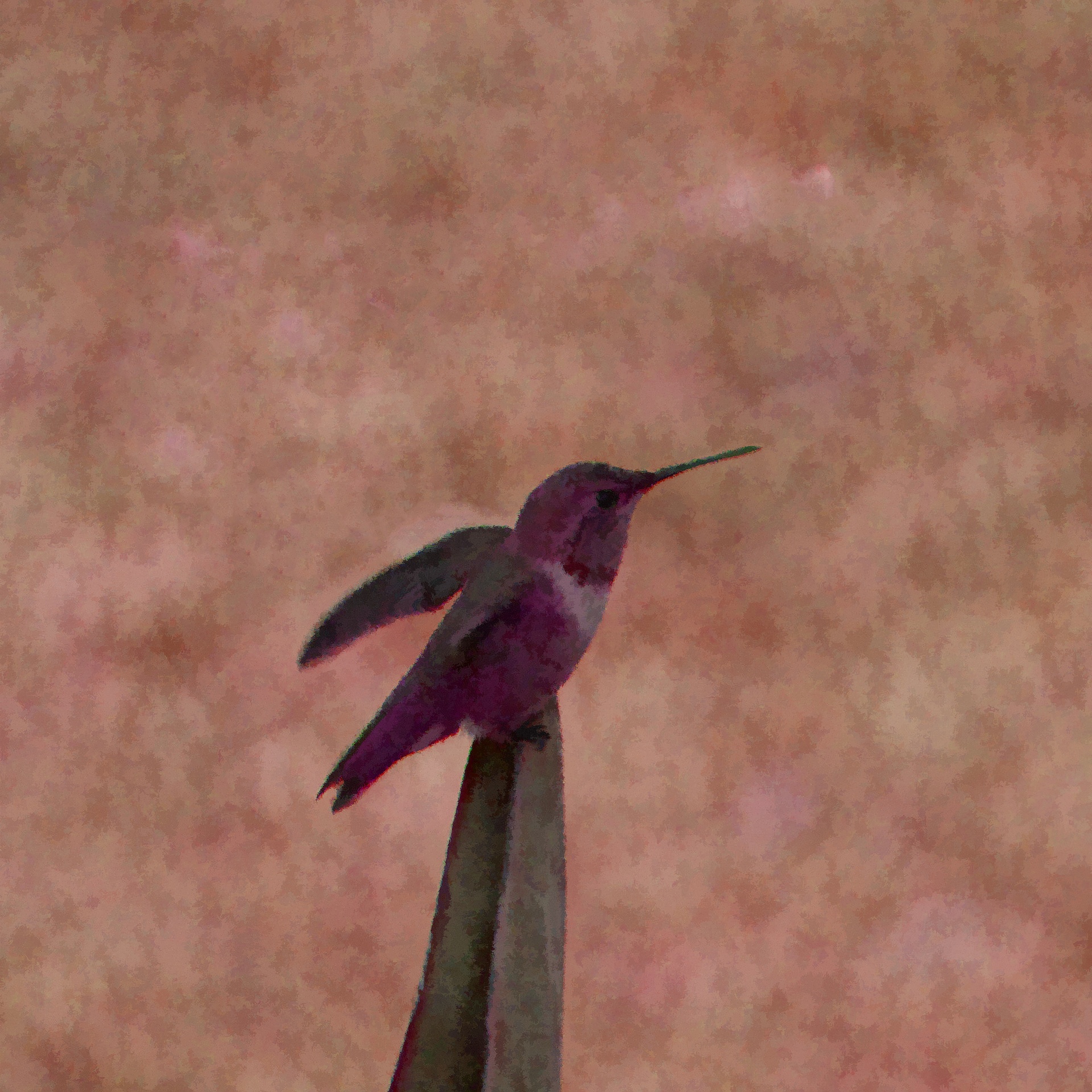 Geschilderde kolibrie
