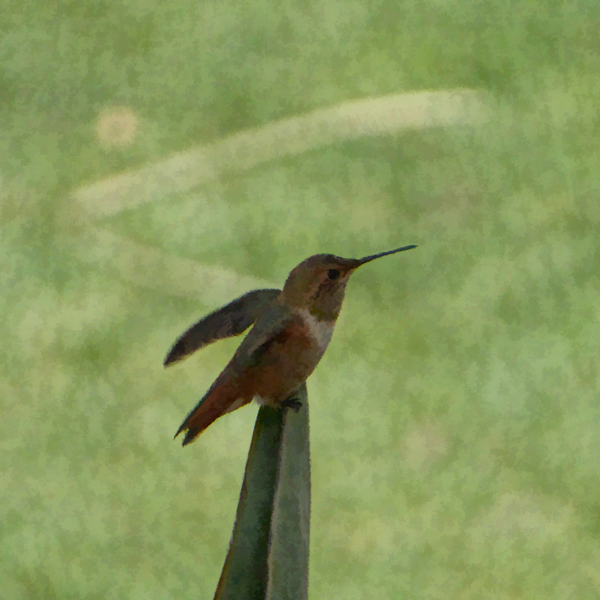 Geschilderde kolibrie