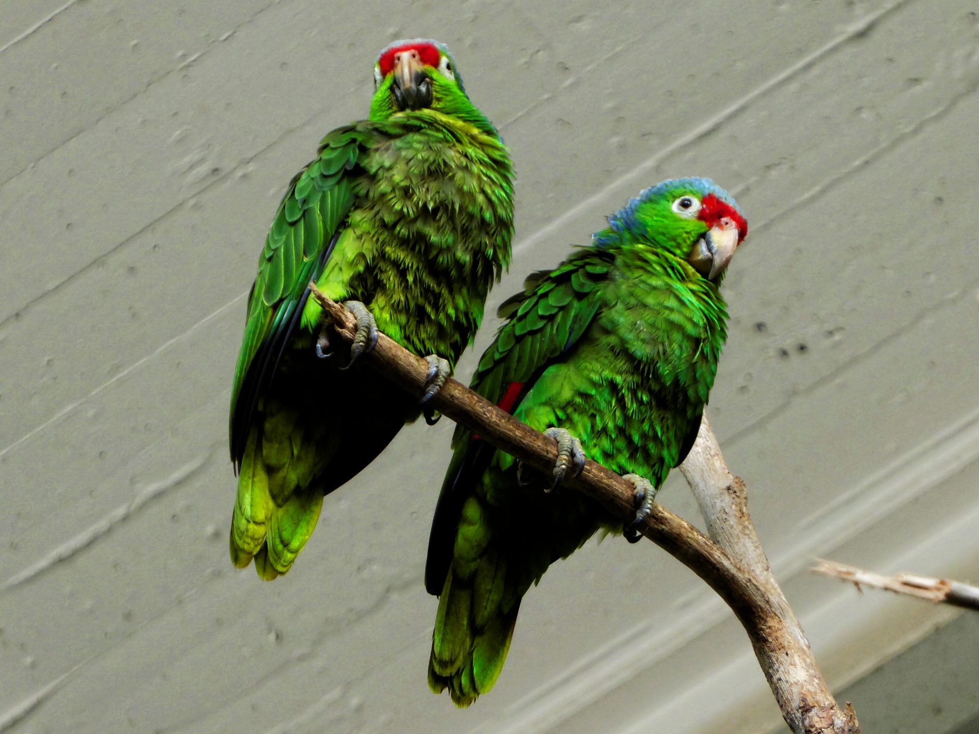 Paar groene papegaaien