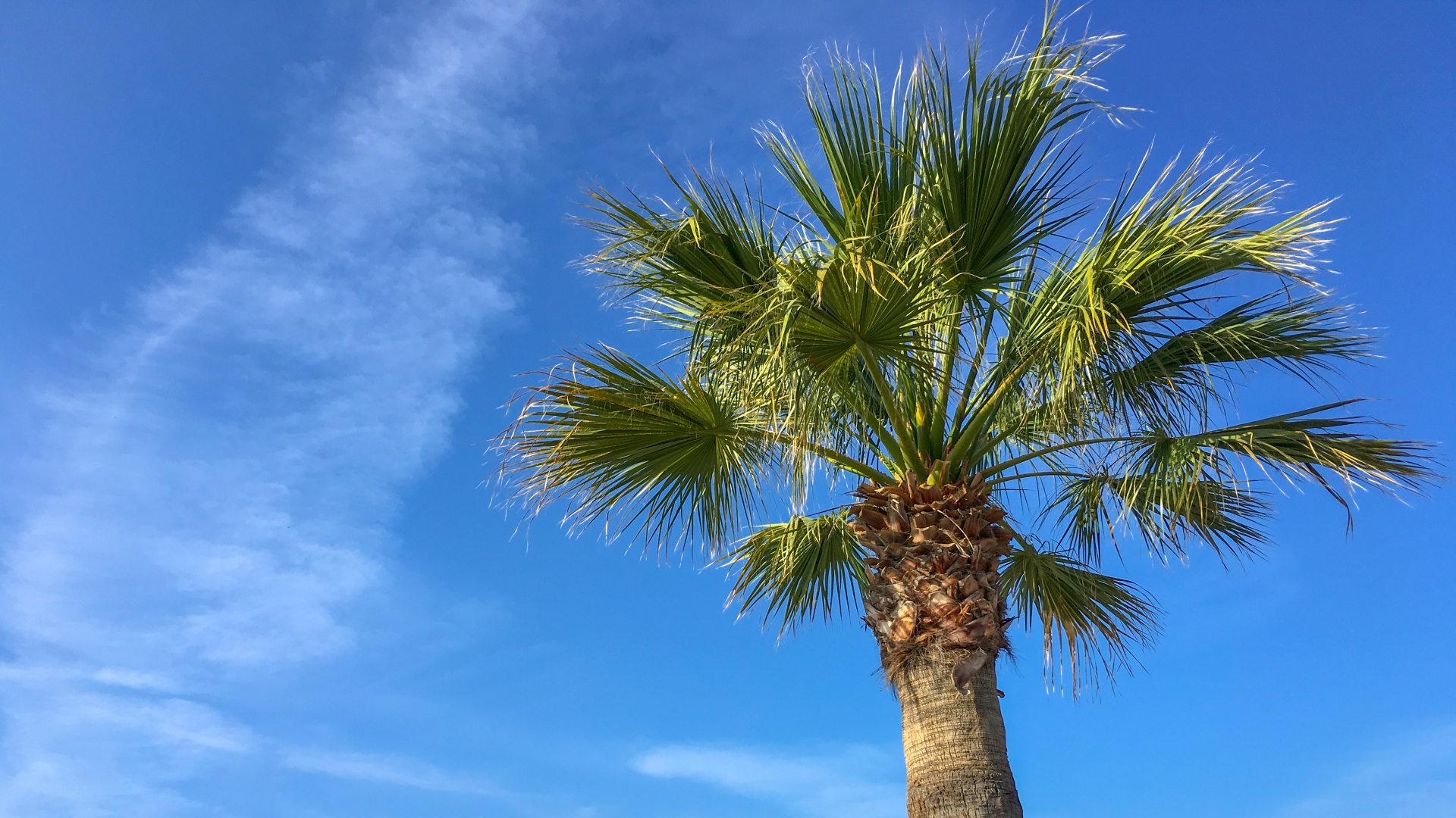 Palm en blauwe hemel