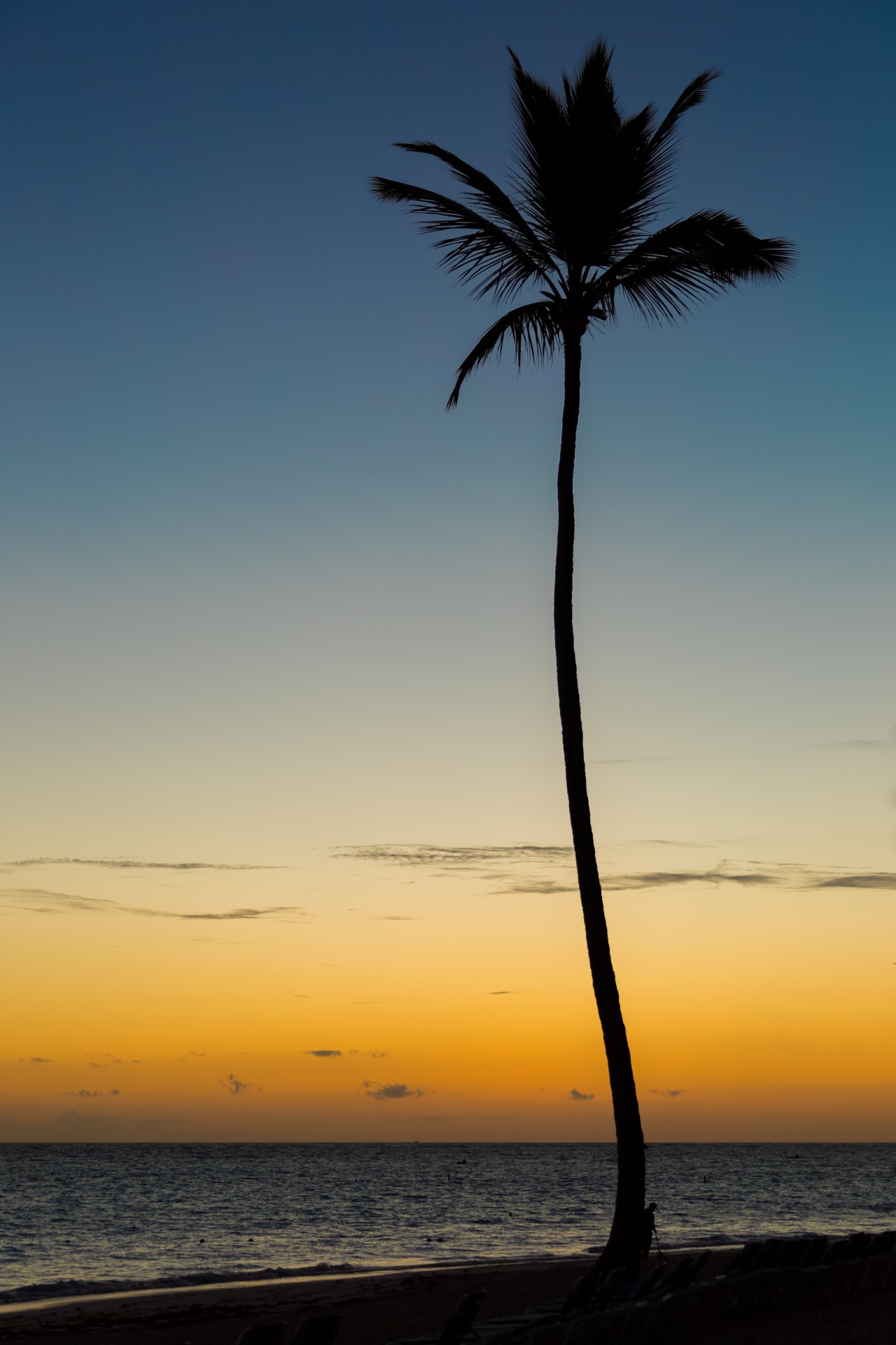 在日出的棕榈树