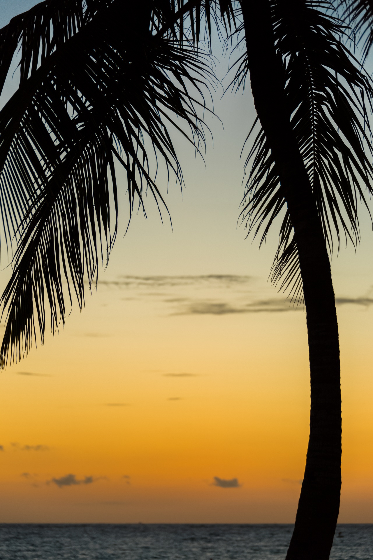 在日出的棕榈树