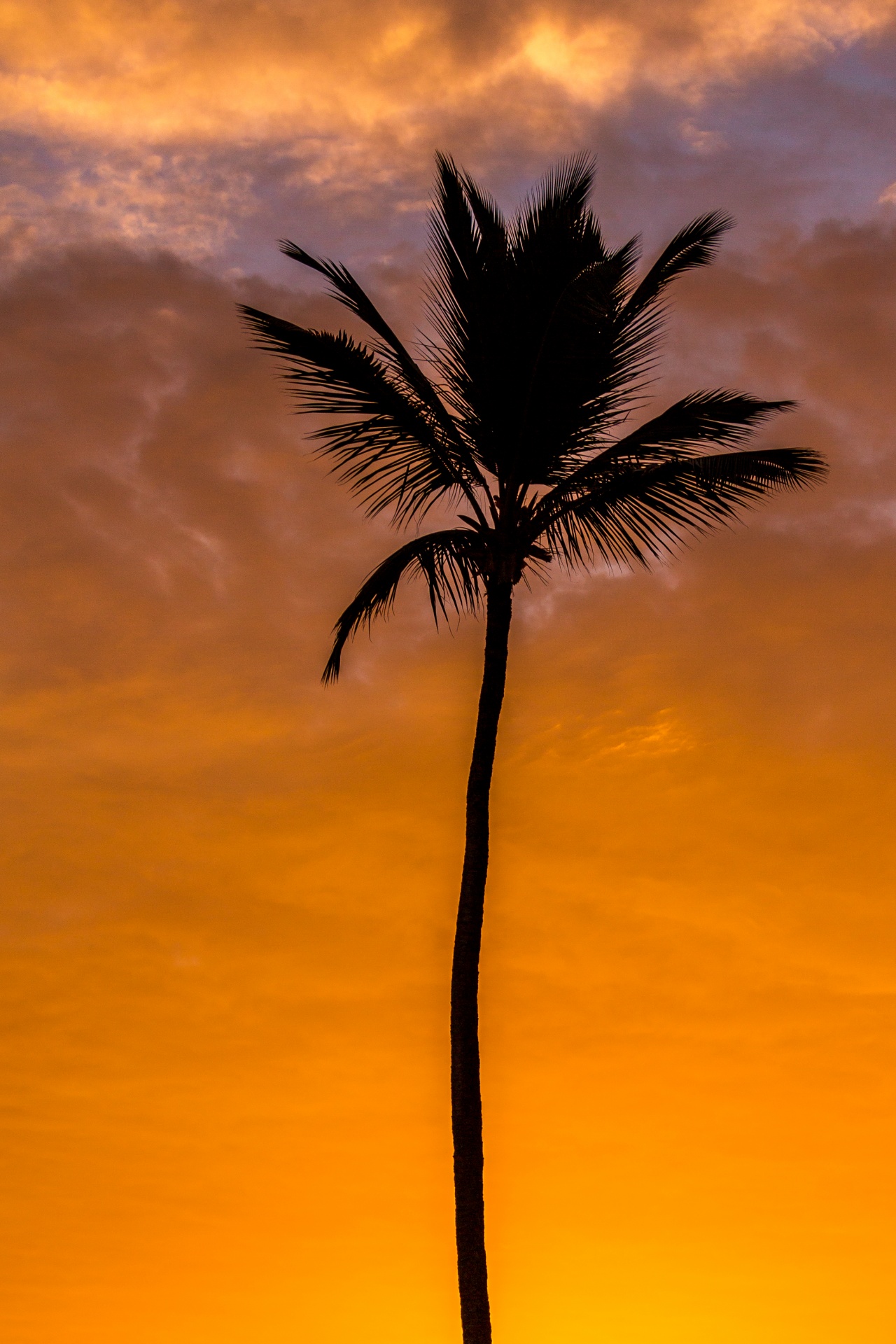 Palmboom bij zonsopgang