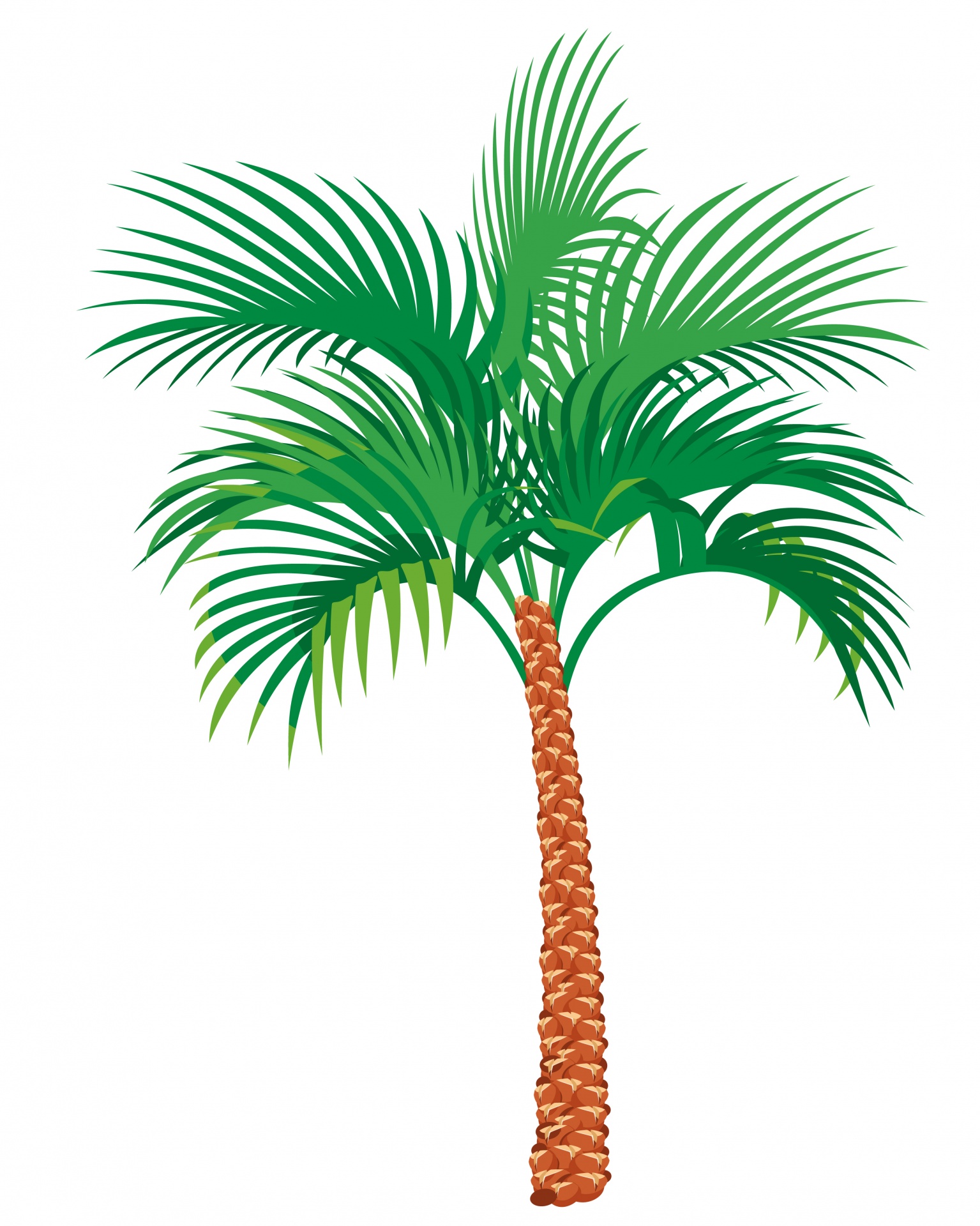 棕榈树插图剪贴画