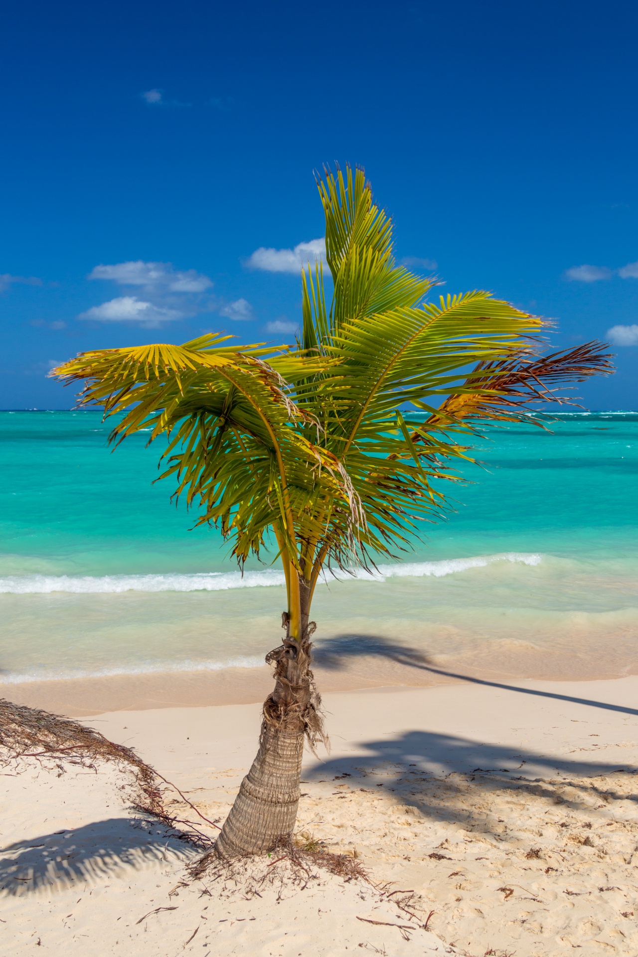Palmboom op het strand