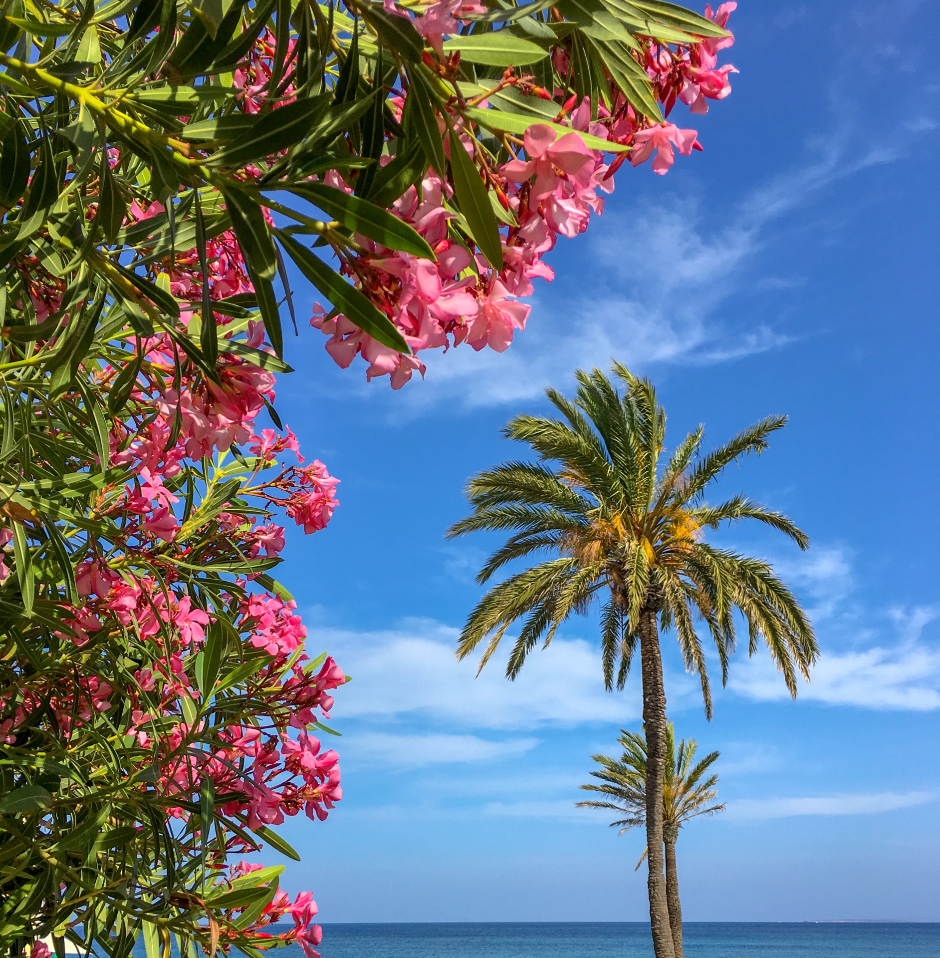 Palmboom, zee en bloemen