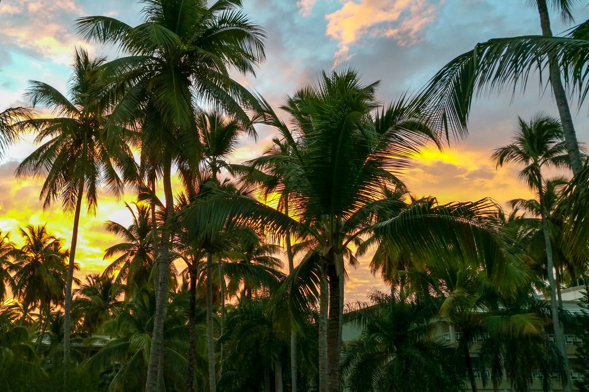 日出时的棕榈树