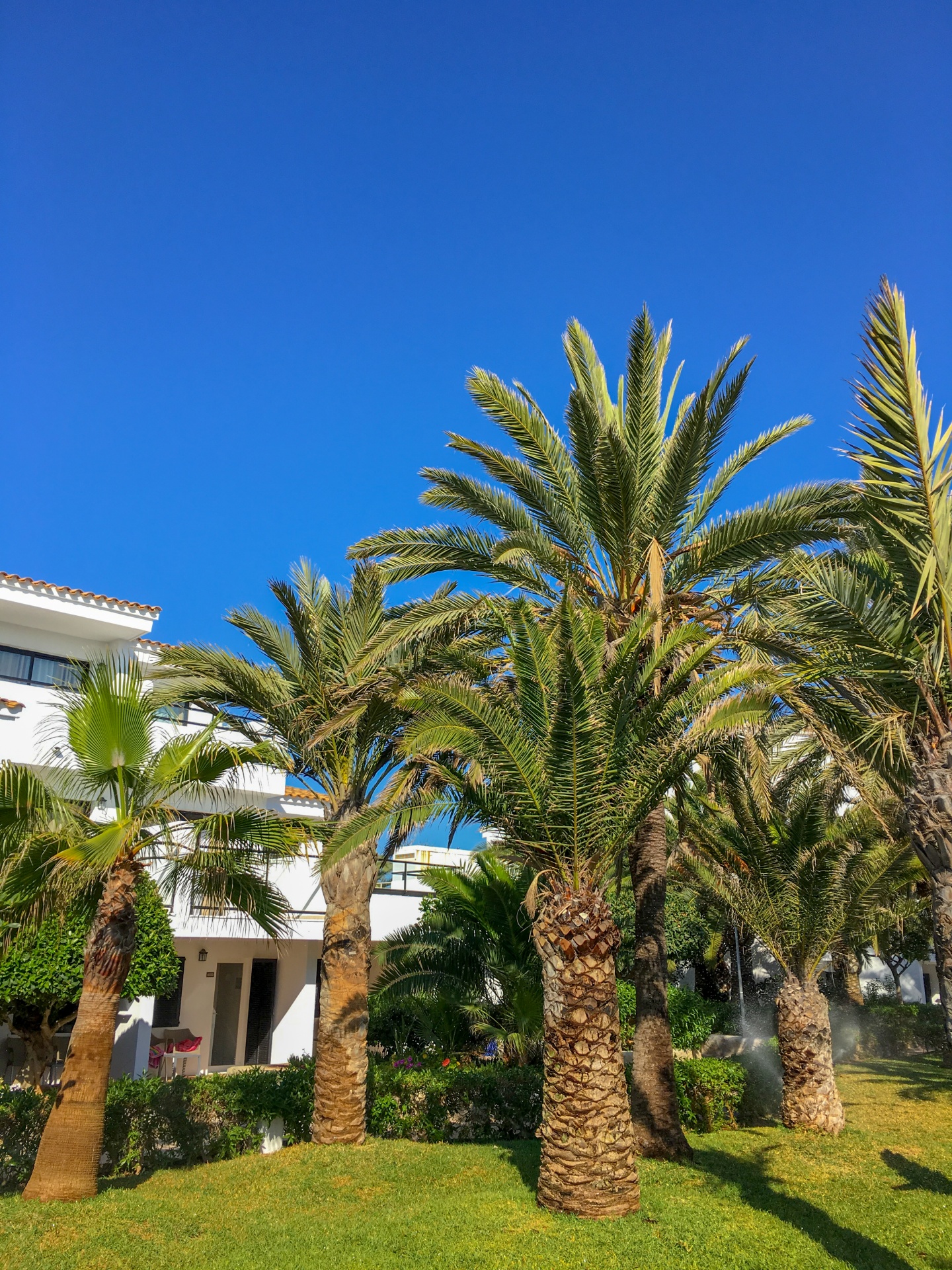 Palmbomen in een resort