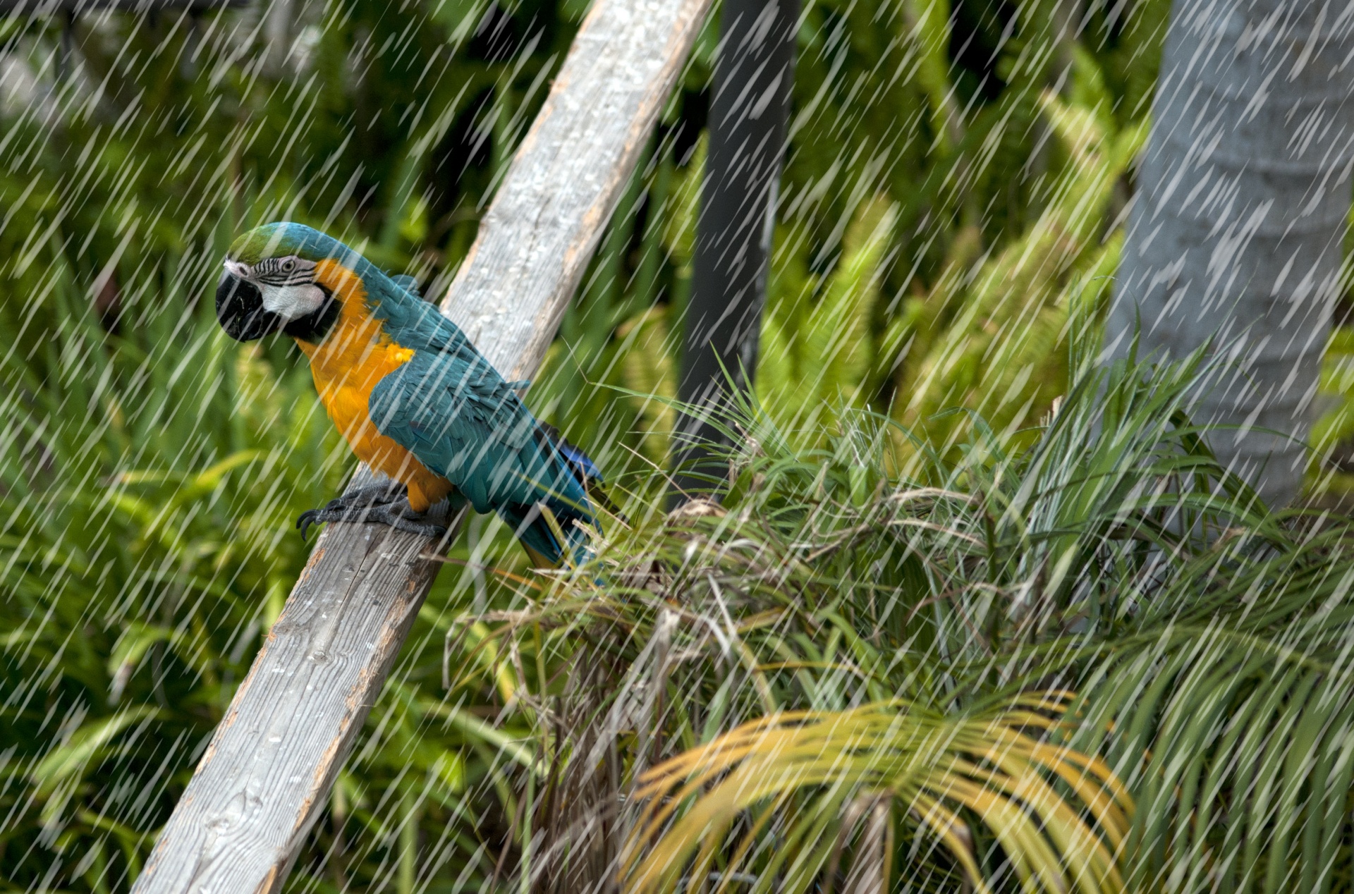 Papegaai in de regen