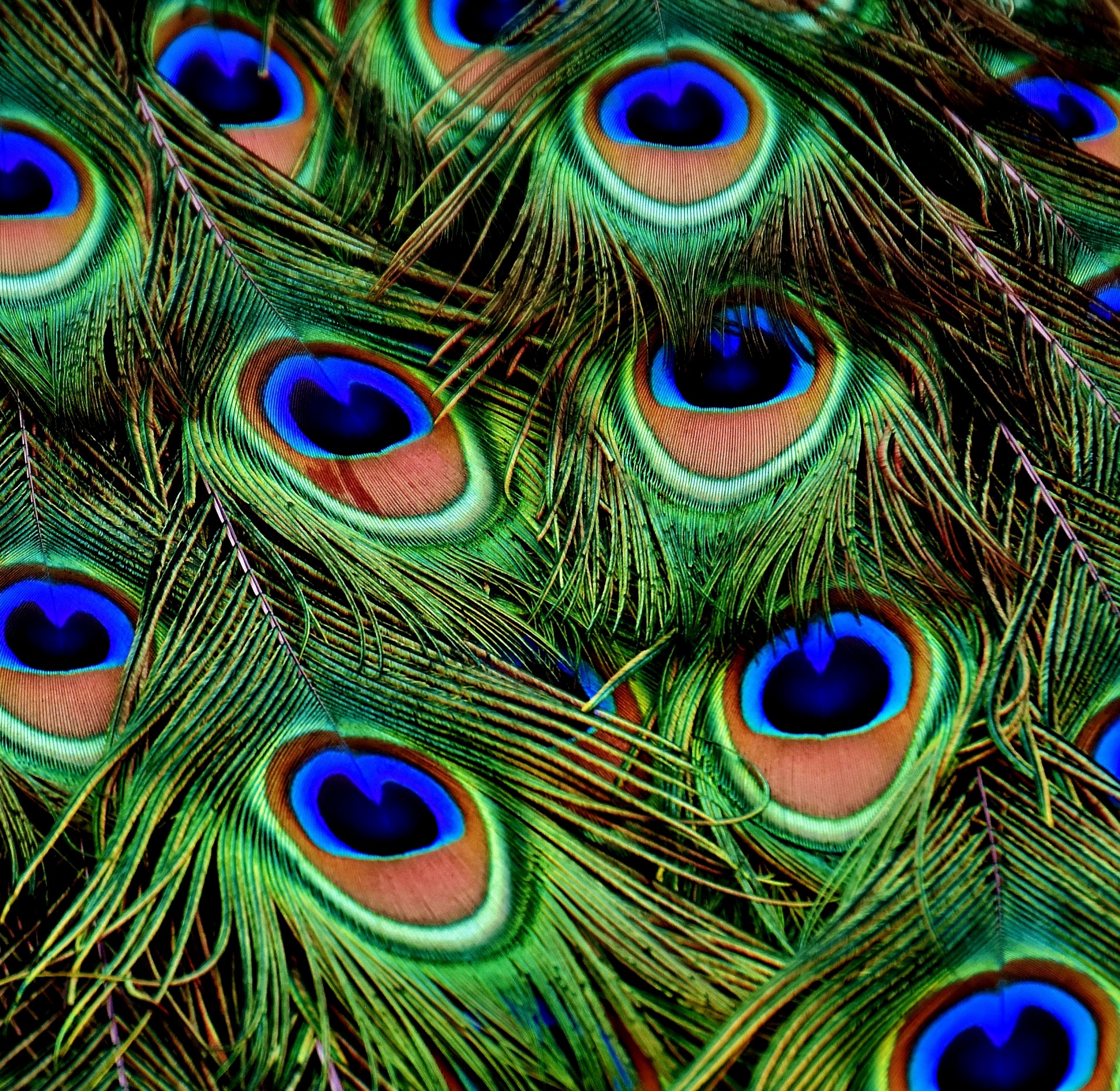 Pauw veren textuur achtergrond