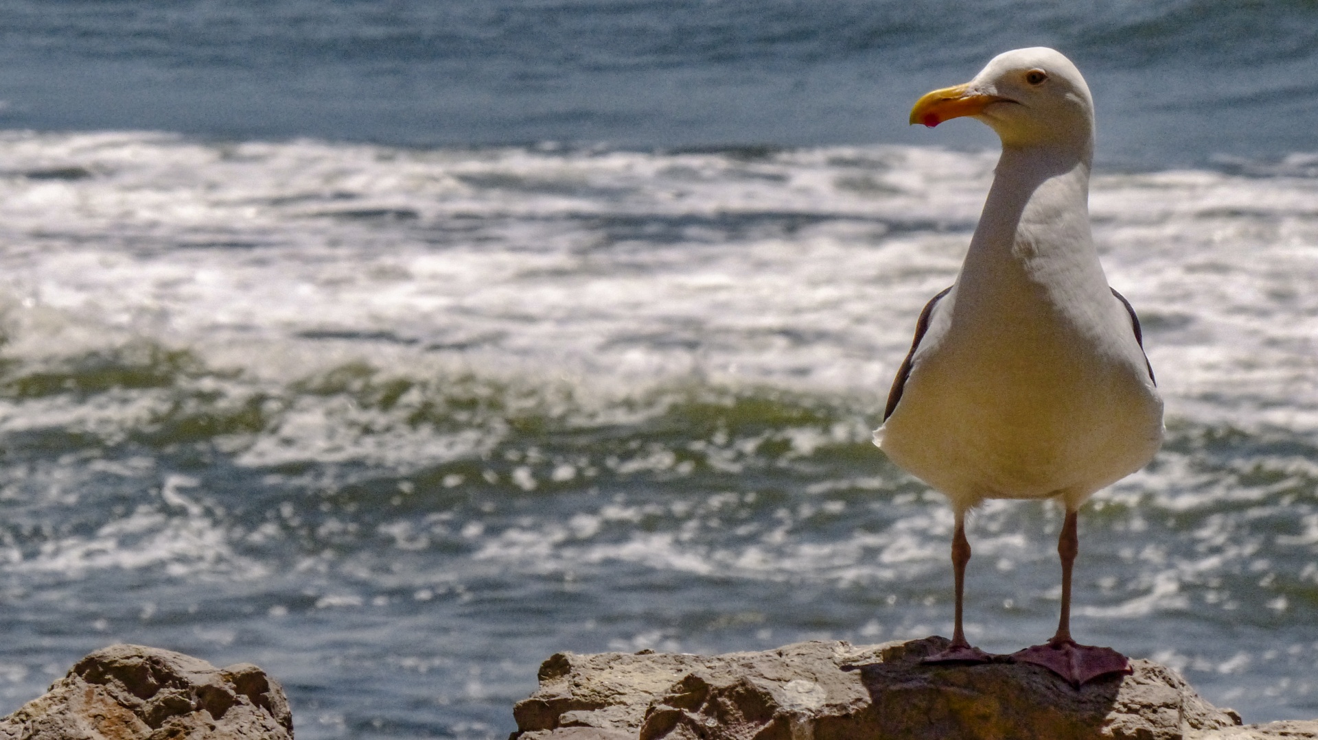 在Ventura海滩栖息海鸥