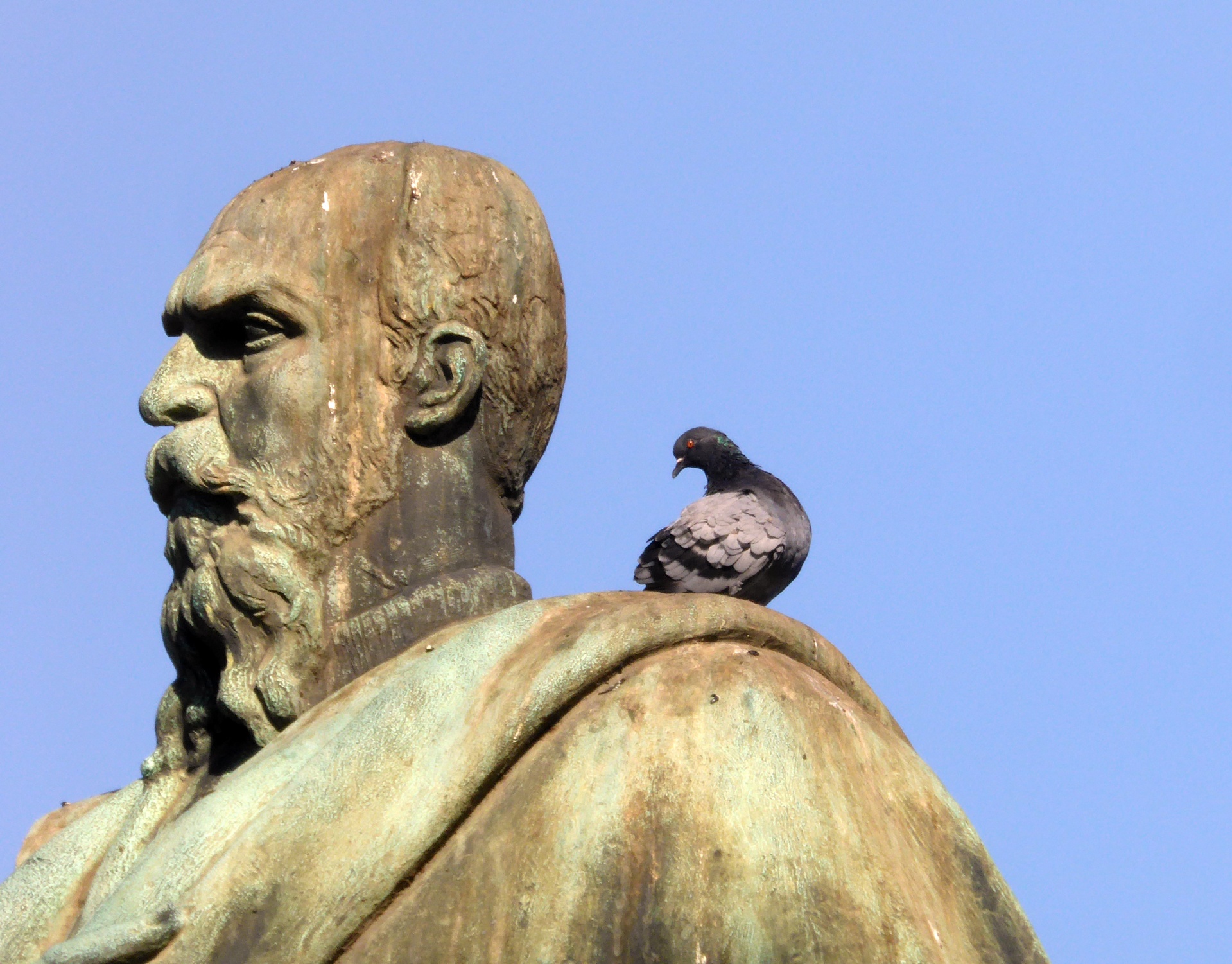 雕像上的鸽子在罗马