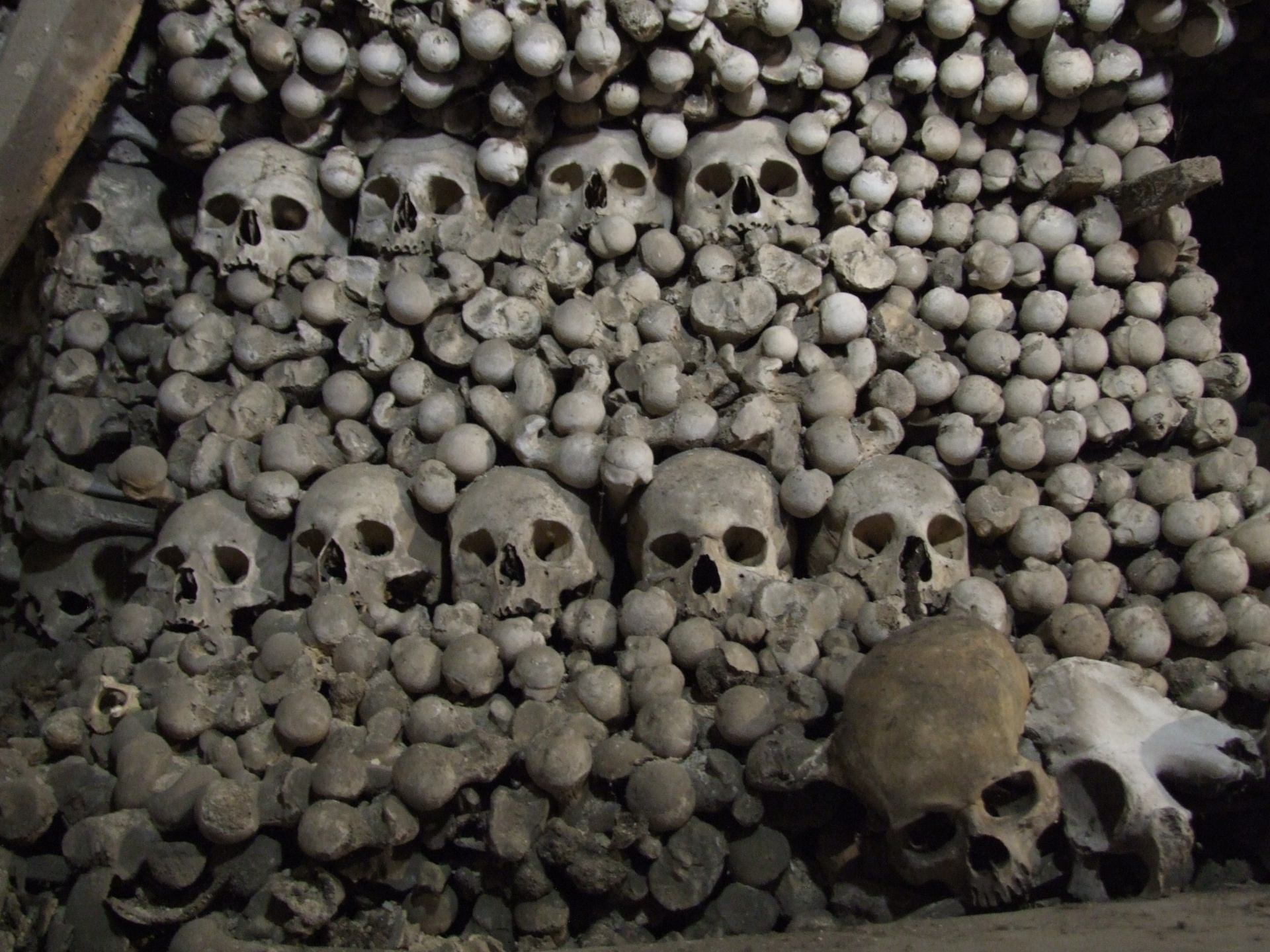 Pile Of Human Bones Free Stock Photo - Public Domain Pictures