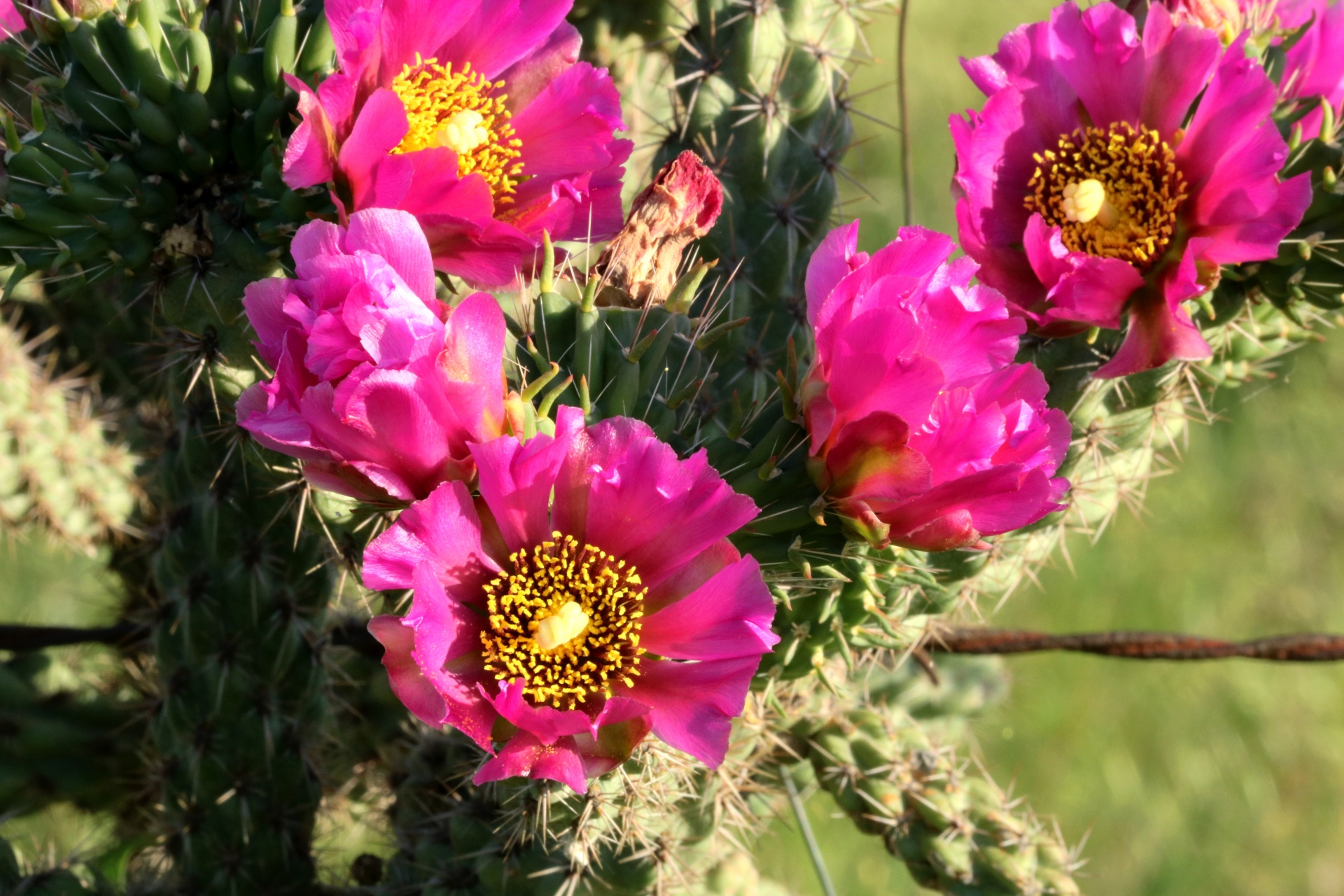 Gros plan de fleurs de cactus rose
