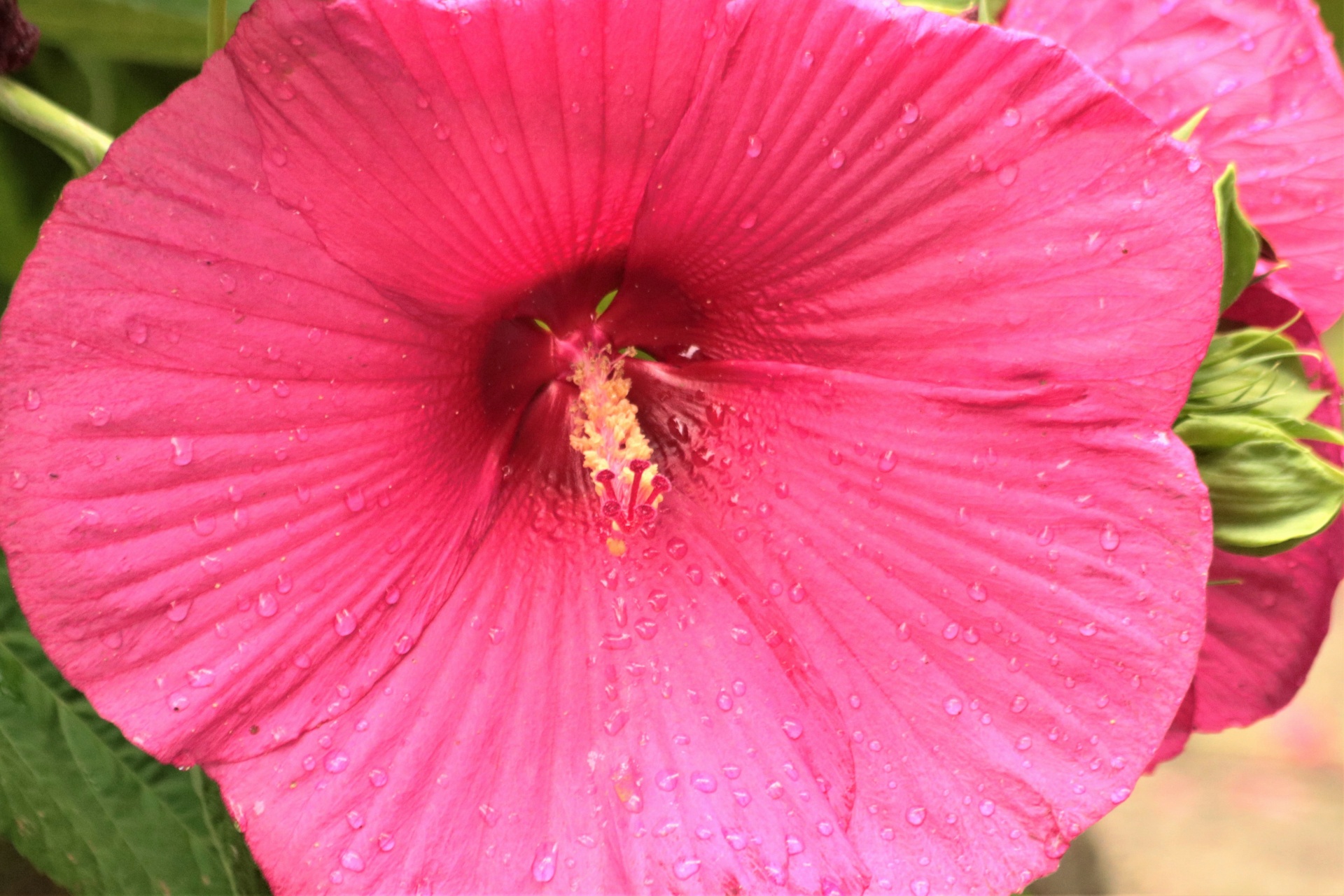 粉色的芙蓉和雨滴
