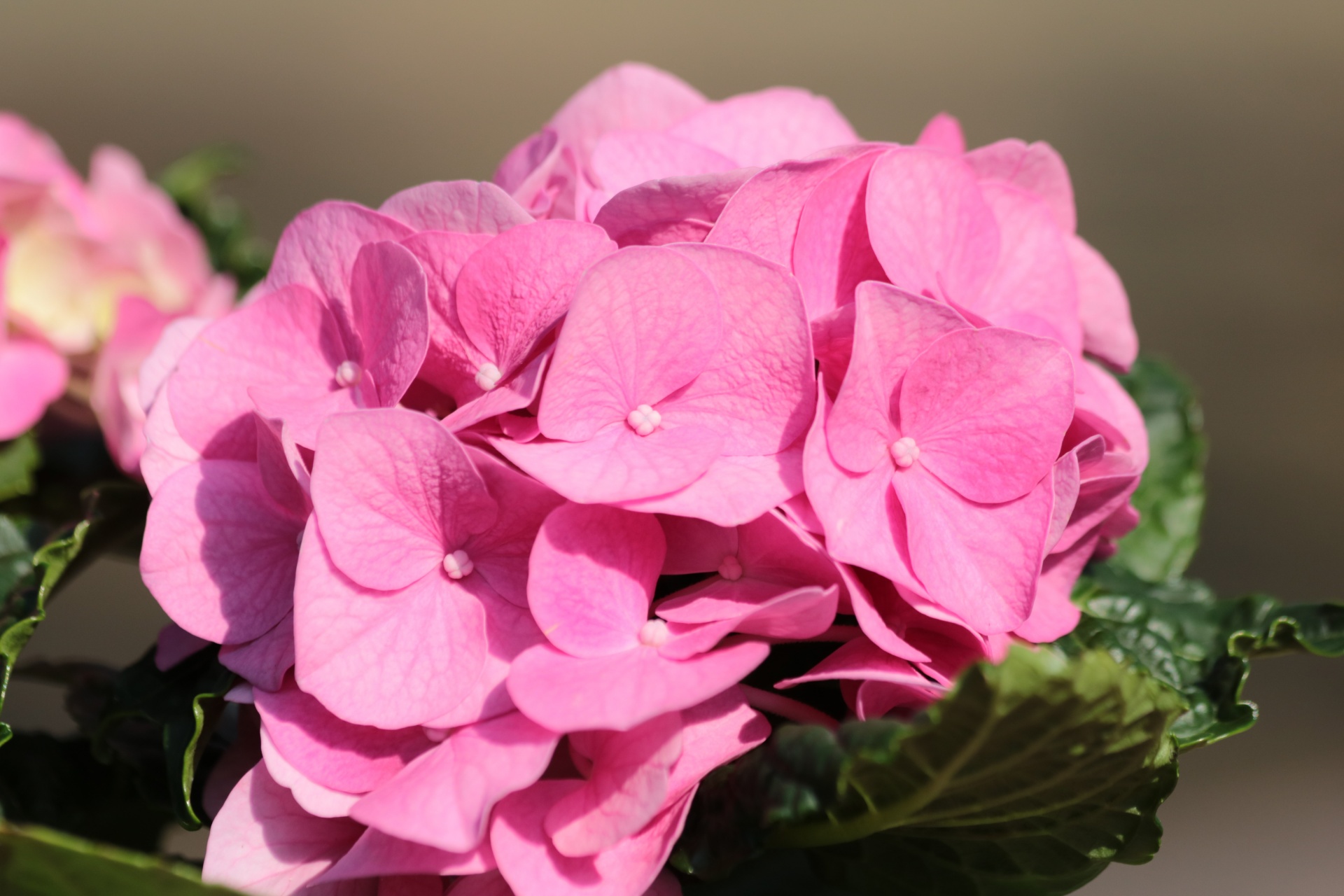Roze hortensia close-up