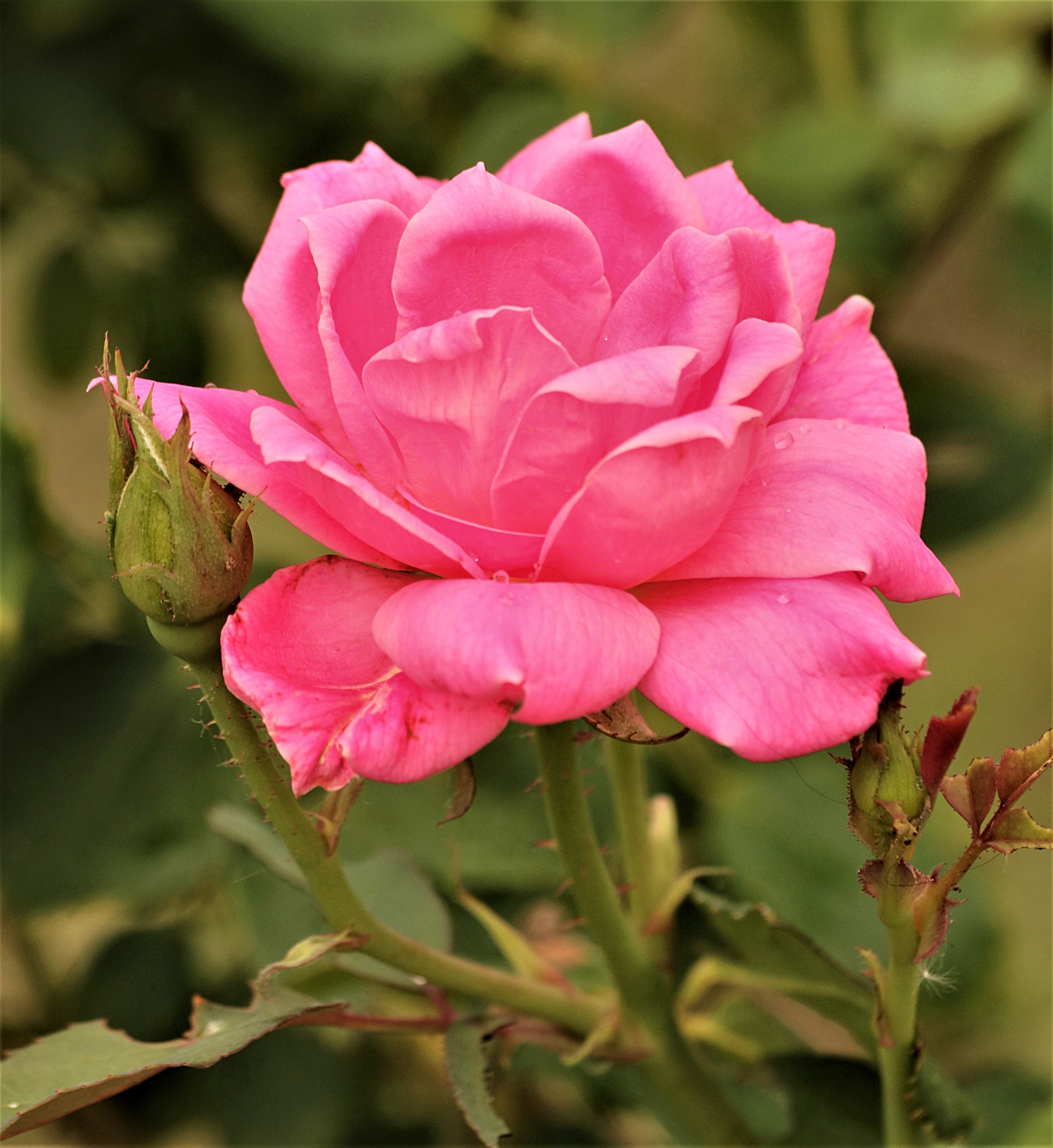 Roze roos portret