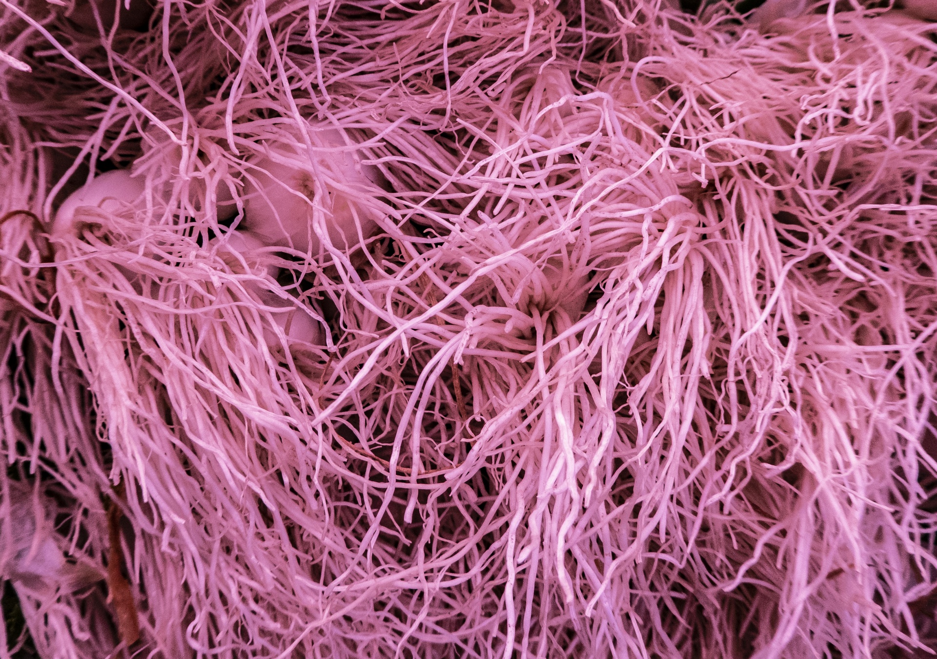 Roze String textuur
