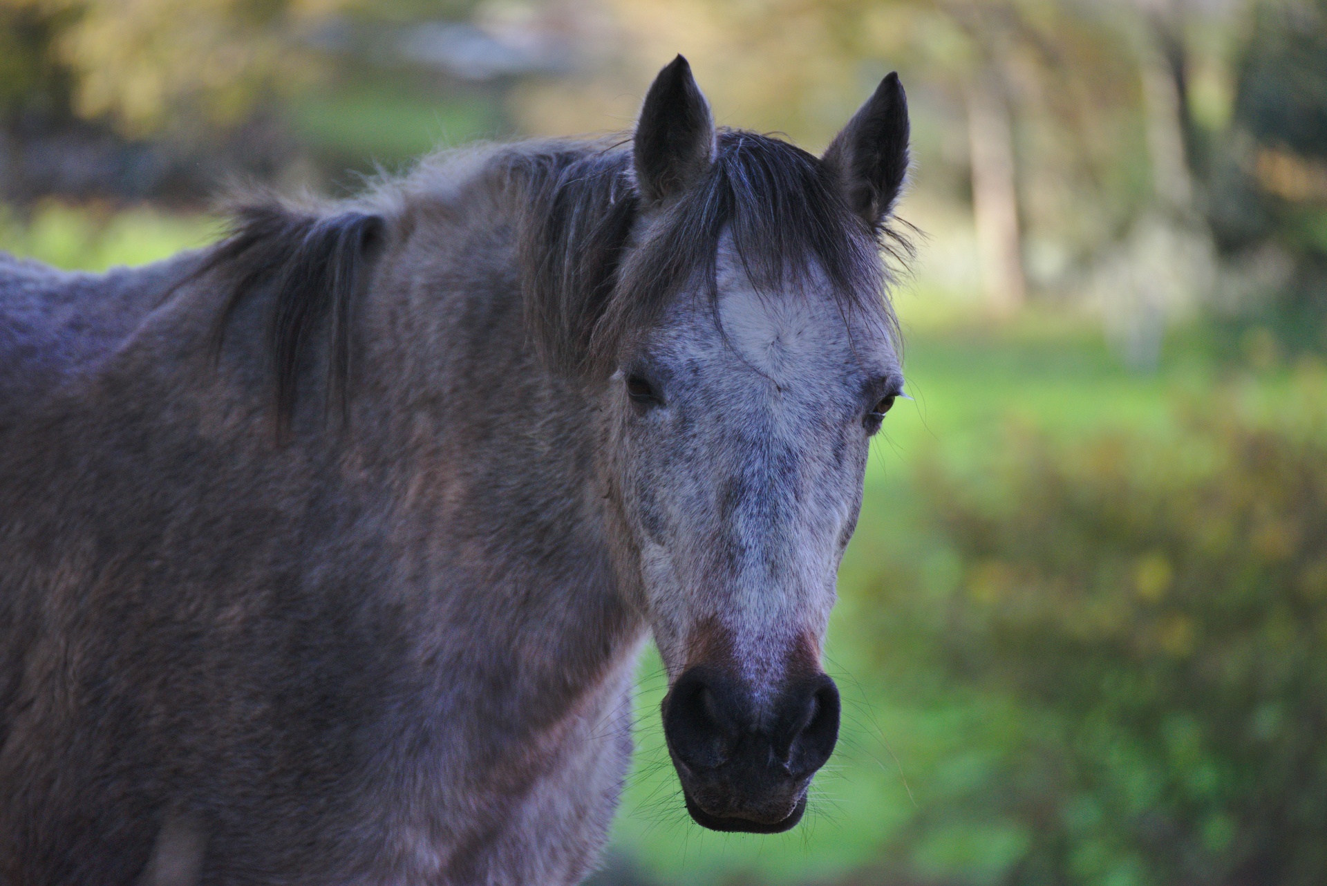 Portret van het paard