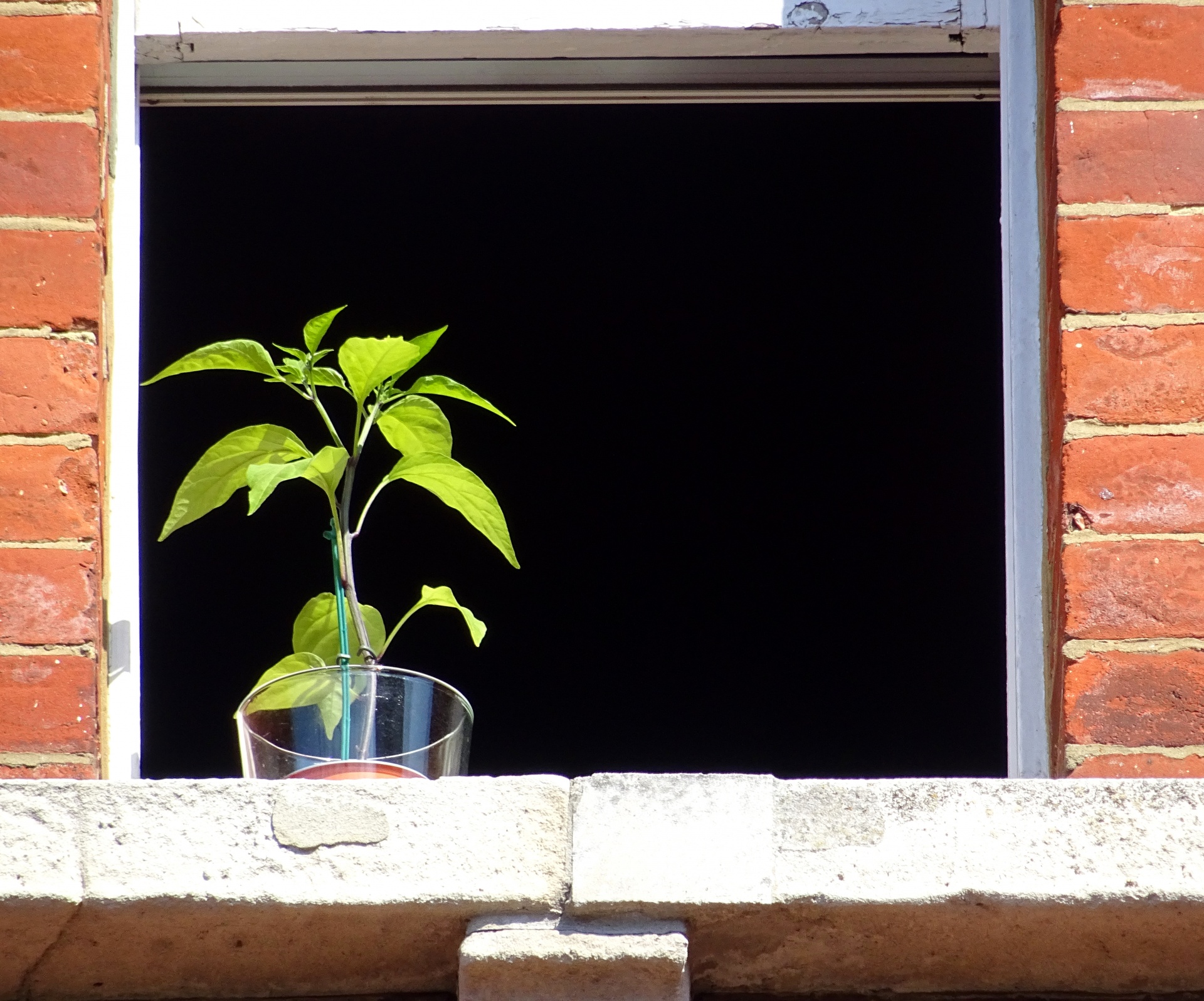 Potplant bij zonnig venster