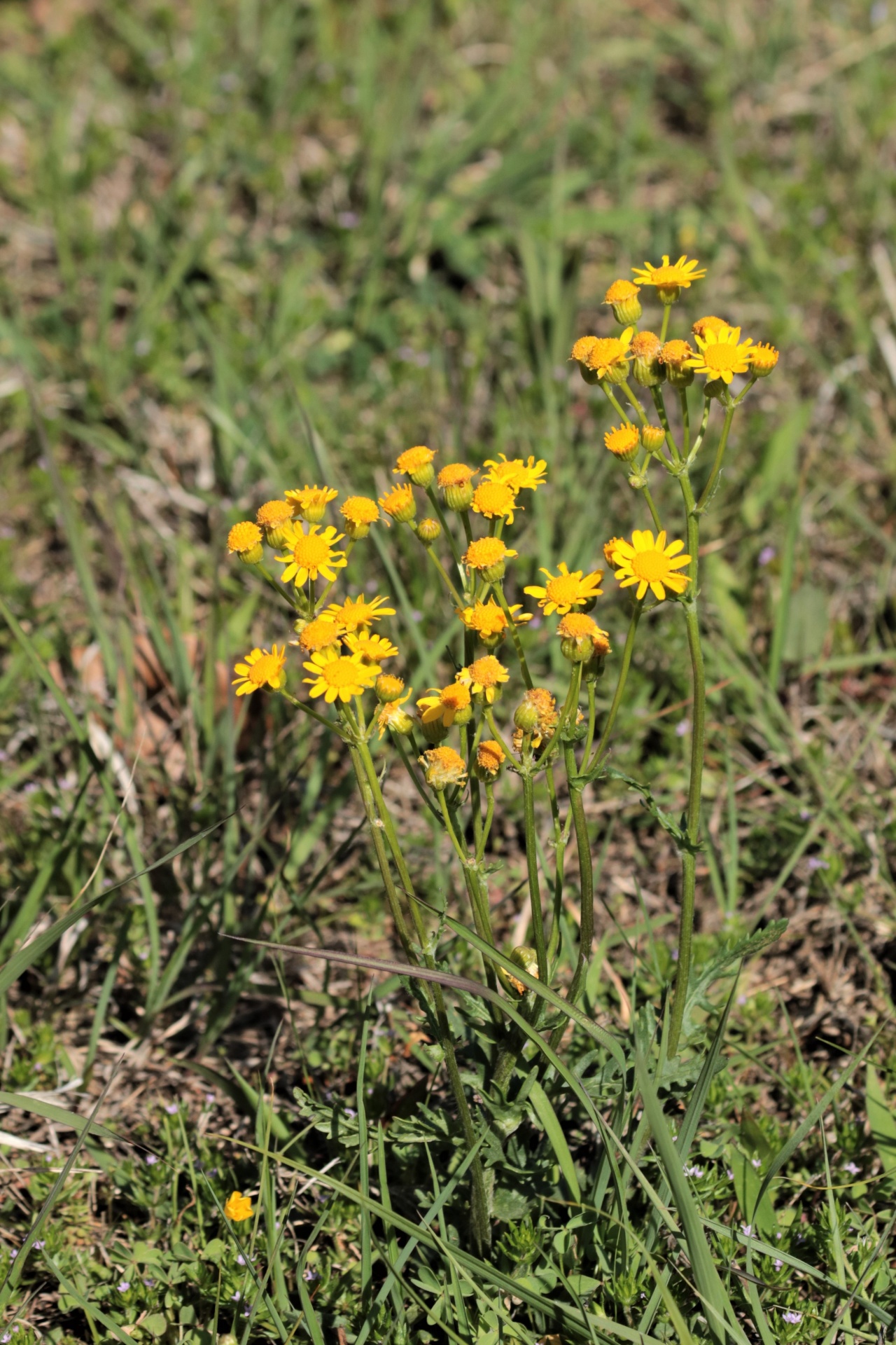 Prairie Ragwort Wildflowers