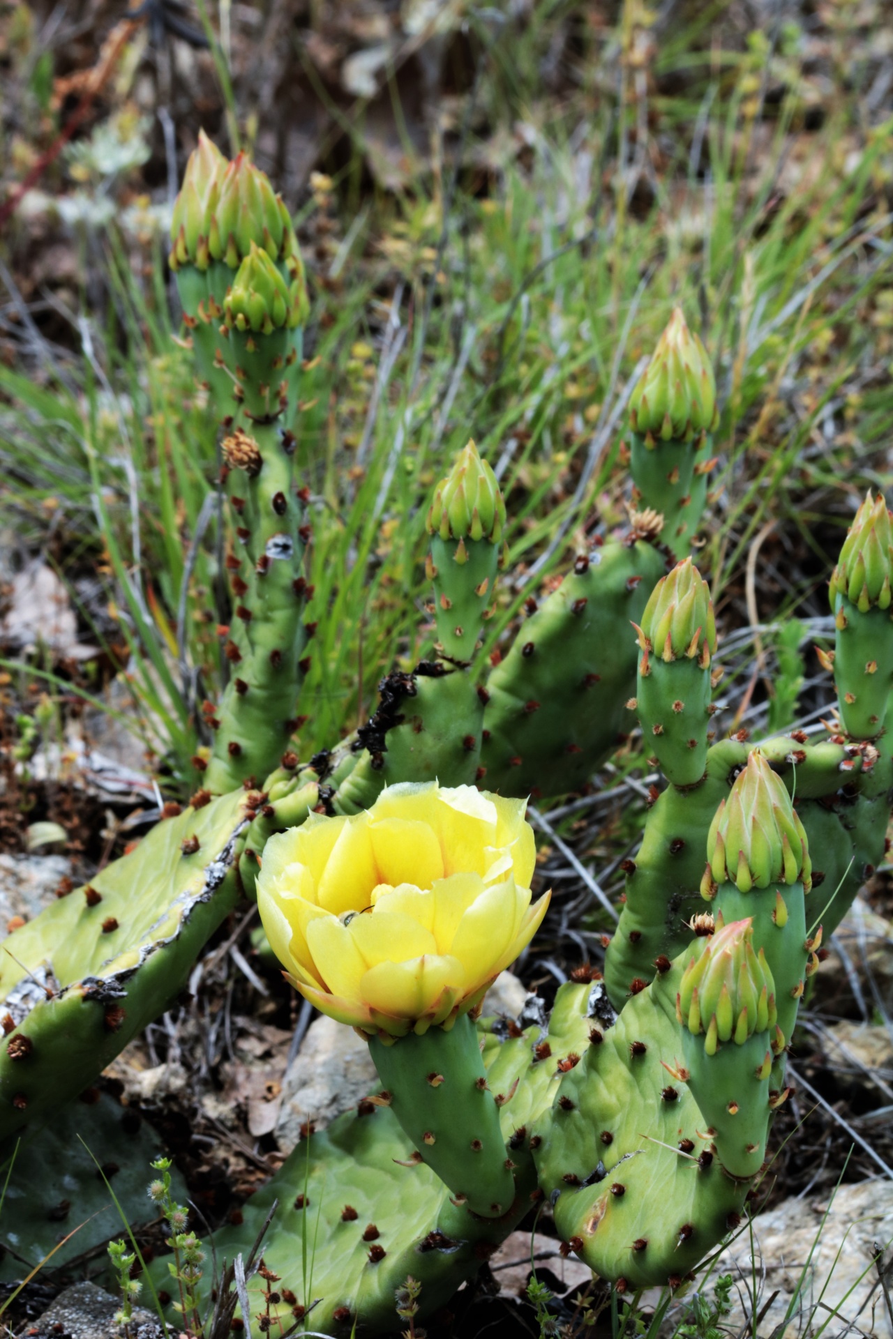 Prickly Pear Cactus Bloom en knoppen