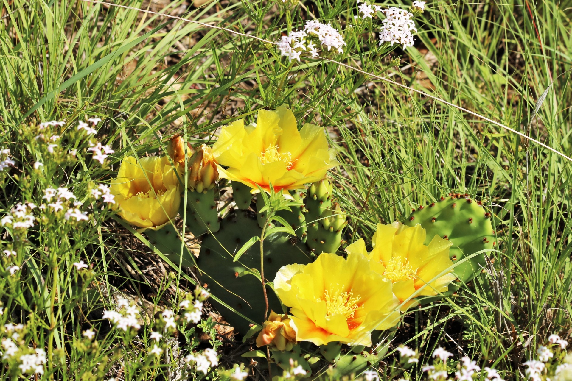 Stachelige Birne Cactus Blooms