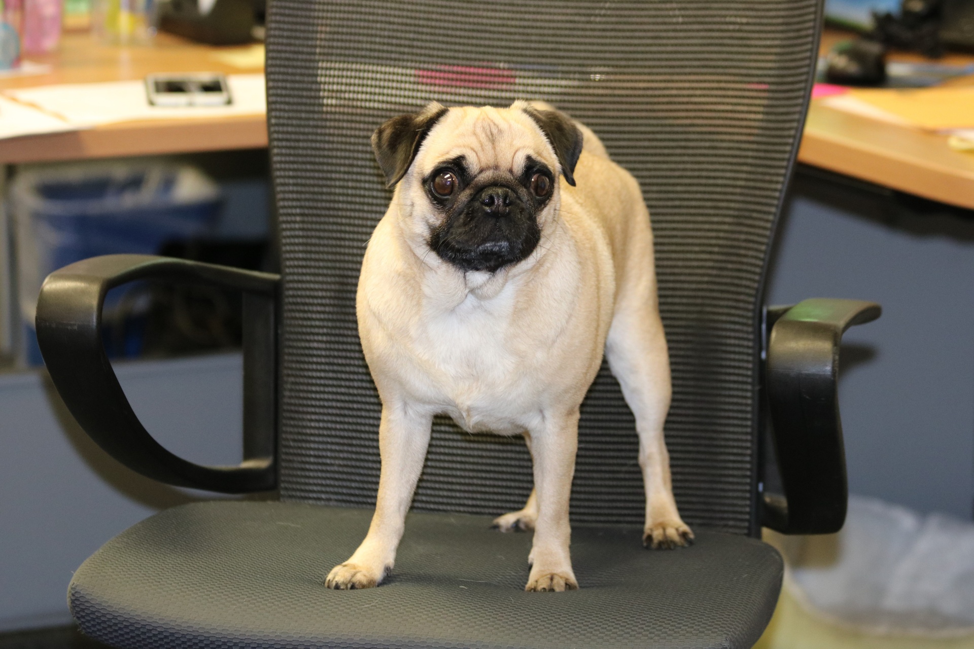 Pug hond als bureaustoel