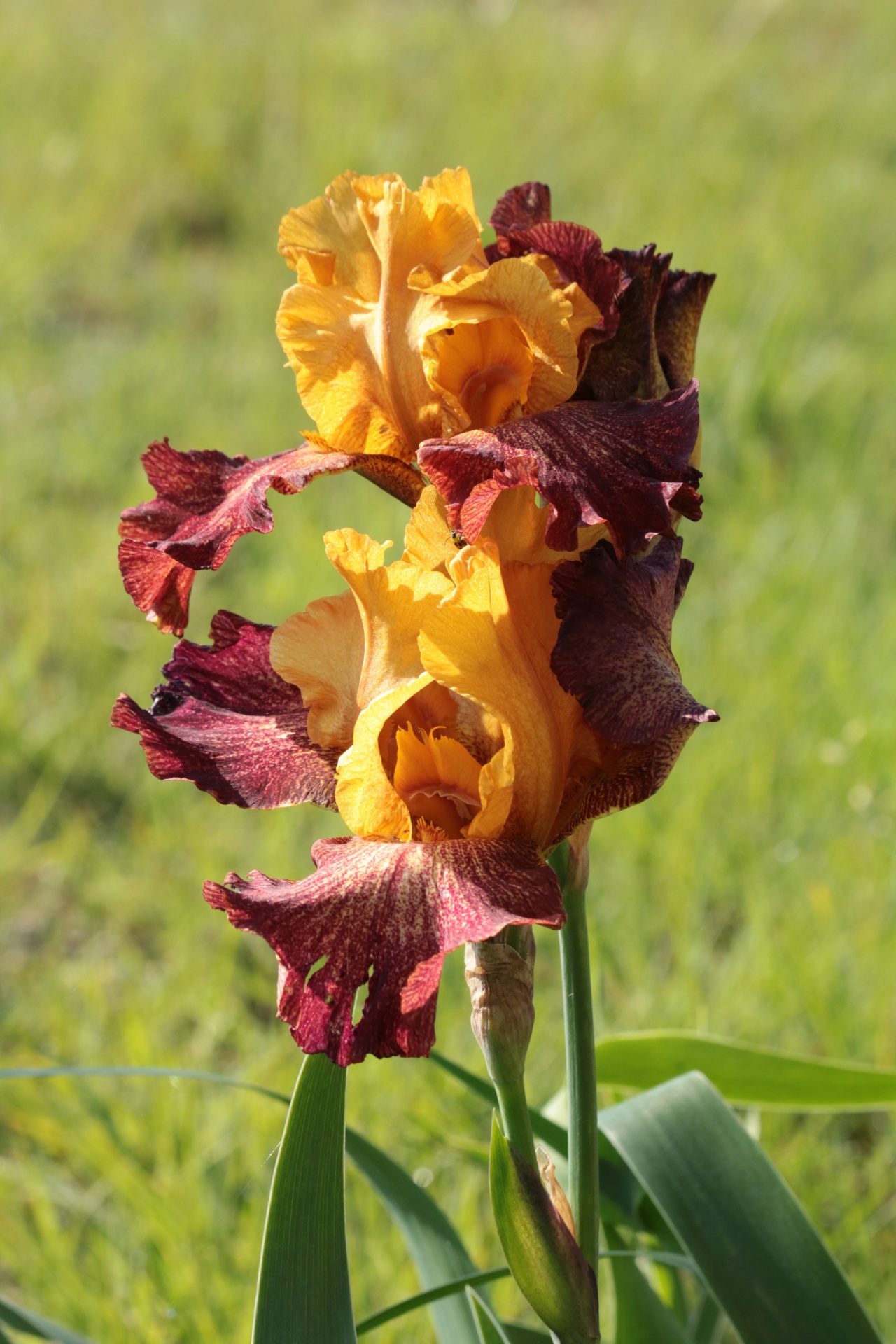 Paars en oranje baard Iris
