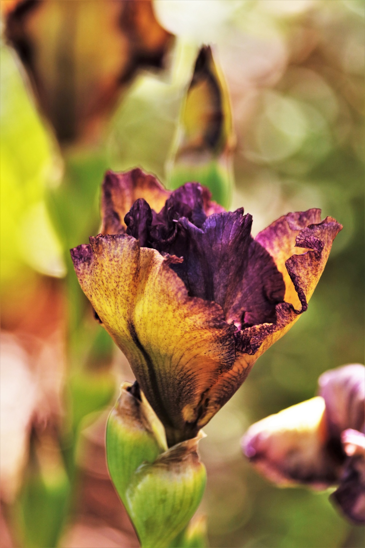 Purple And Yellow Iris Bud