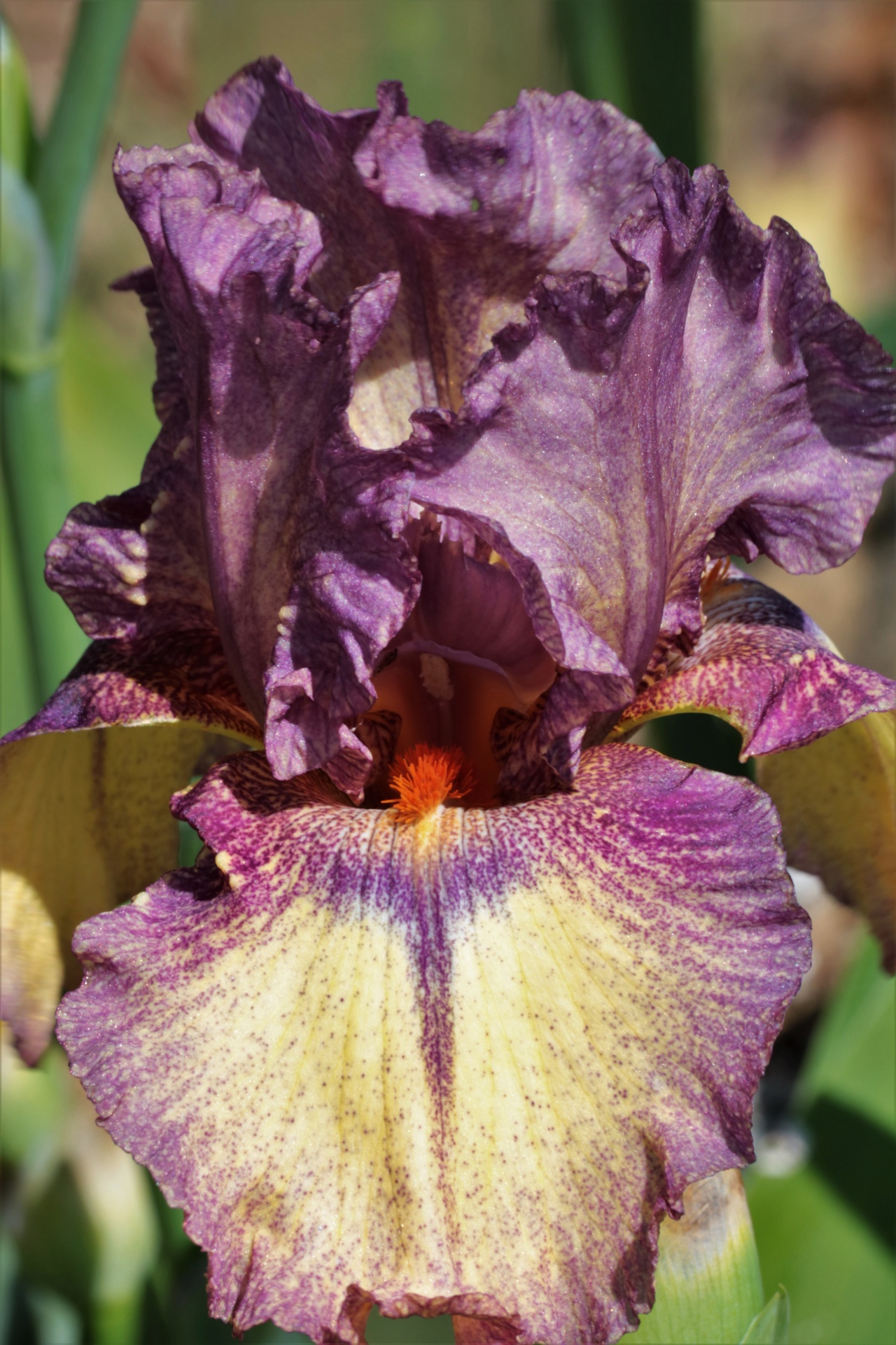 Paarse baard Iris Close-up 2