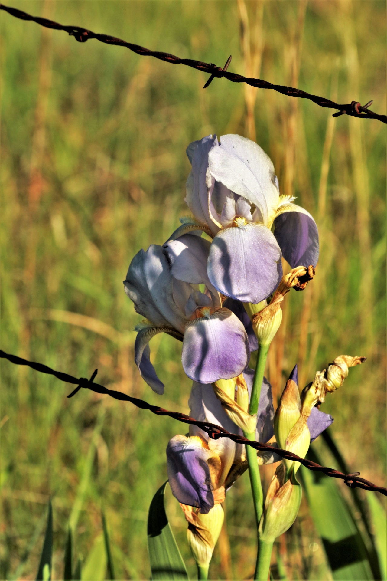 Paarse iris achter prikkeldraad