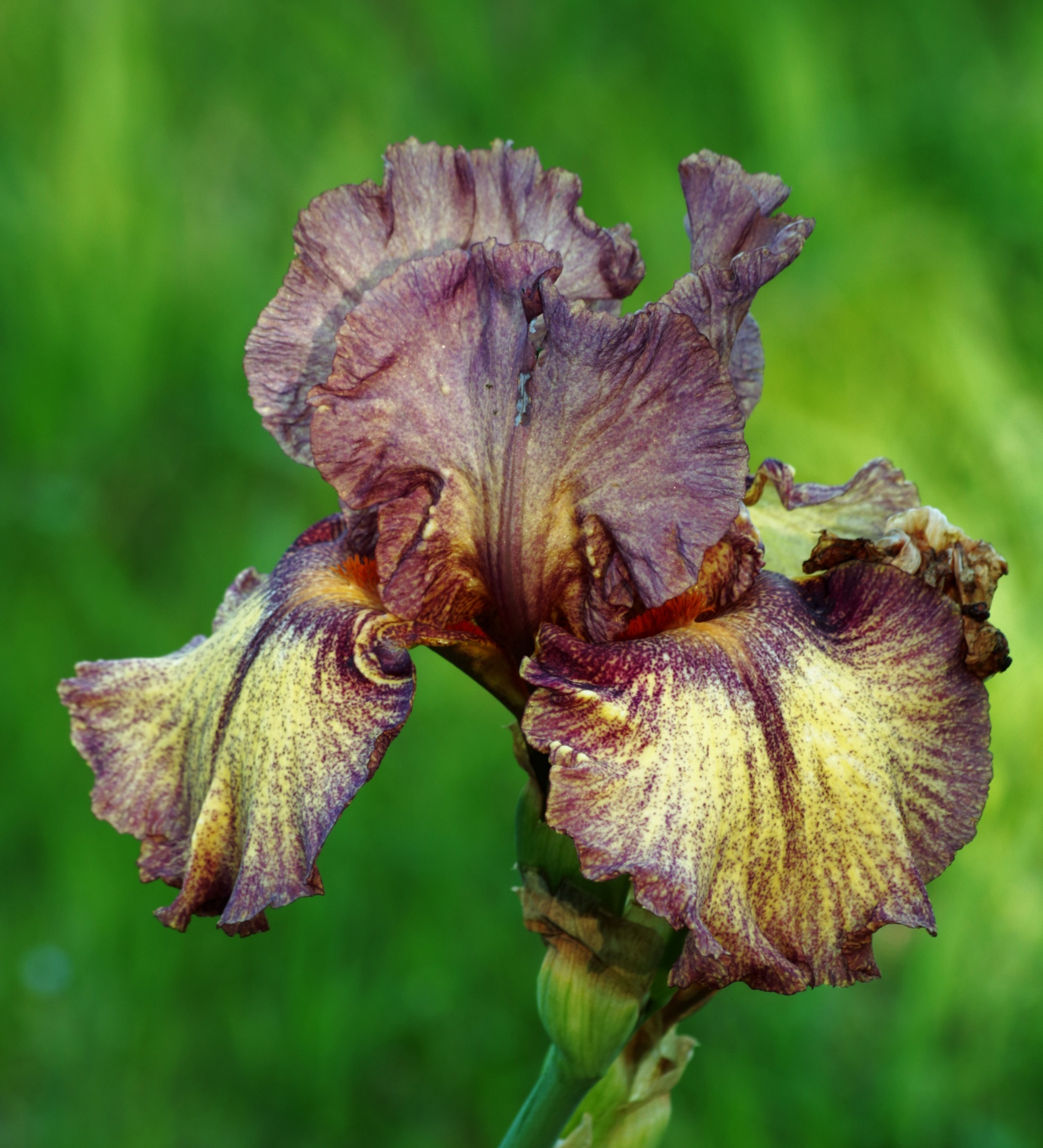 Paarse iris op groene achtergrond