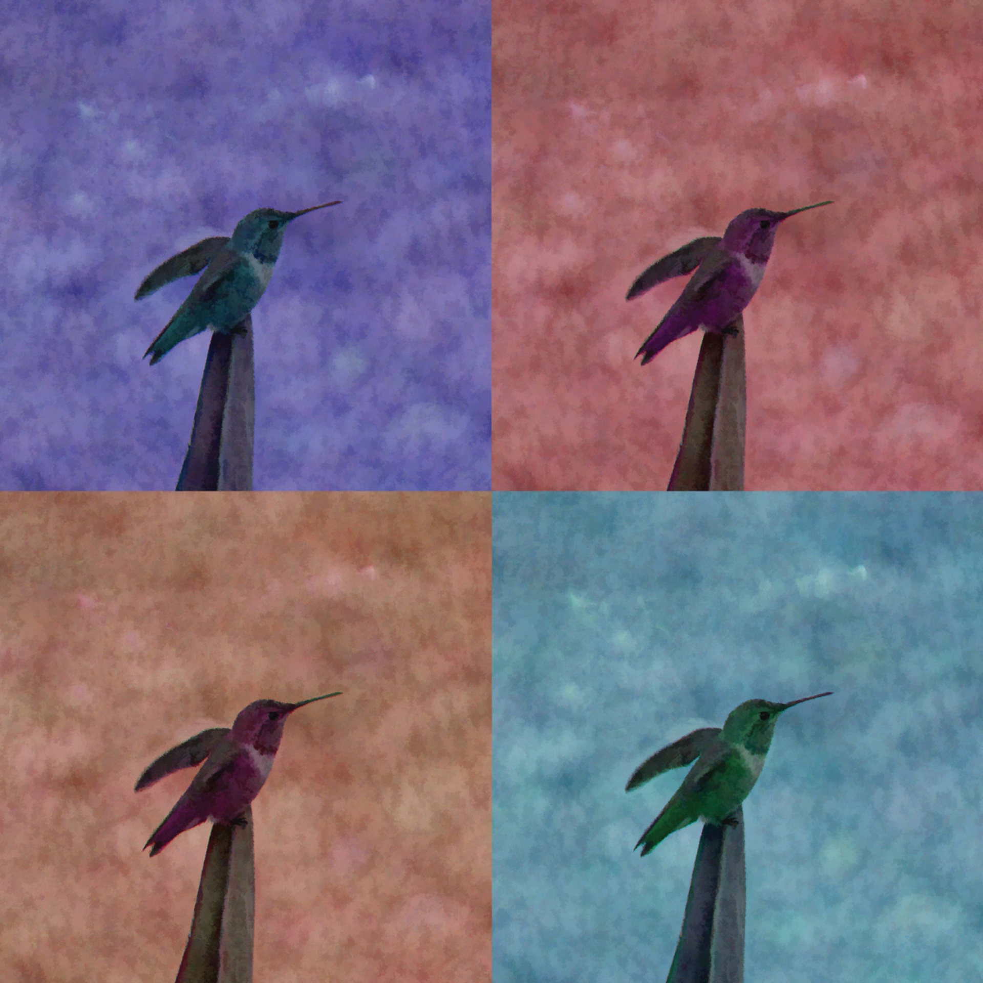 Quad kleur kolibrie achtergrond