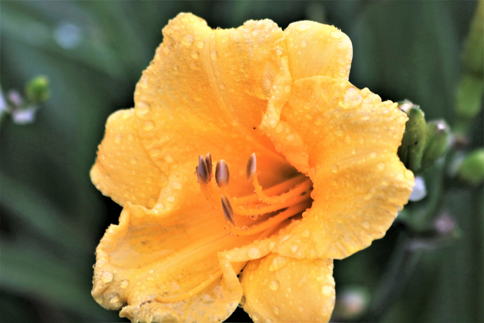 Rain Kissed Stella de Oro Flower